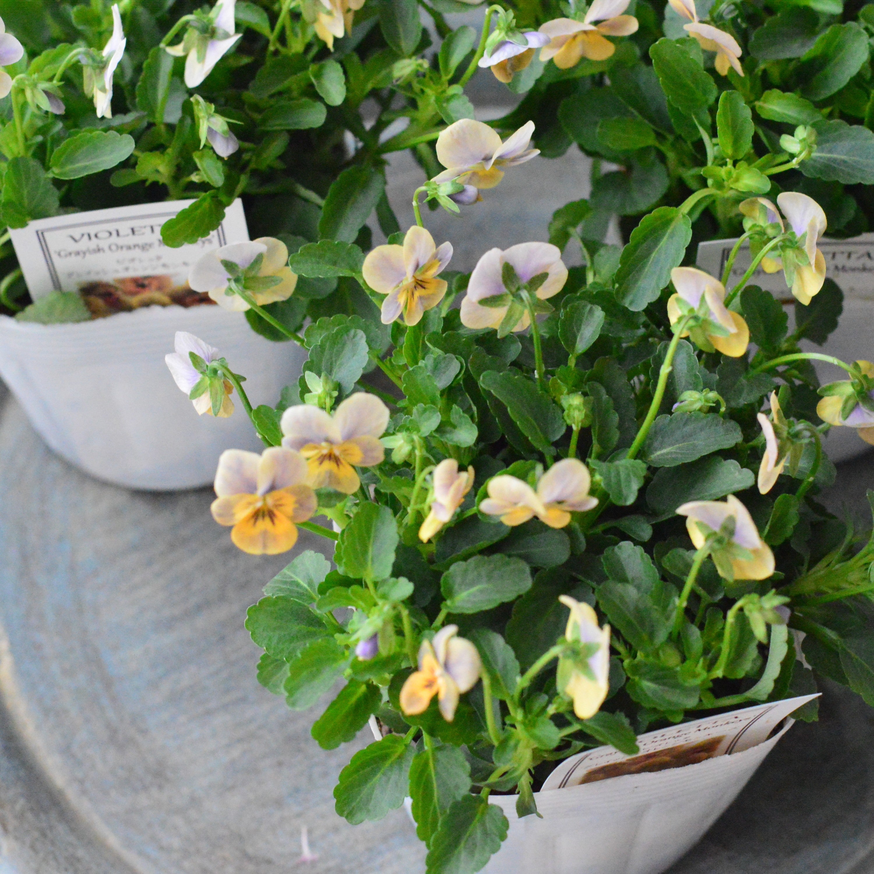 【かわいい】 小輪ビオラ ビオレッタ 『グレイッシュオレンジモンキーズ』 3.5寸POT