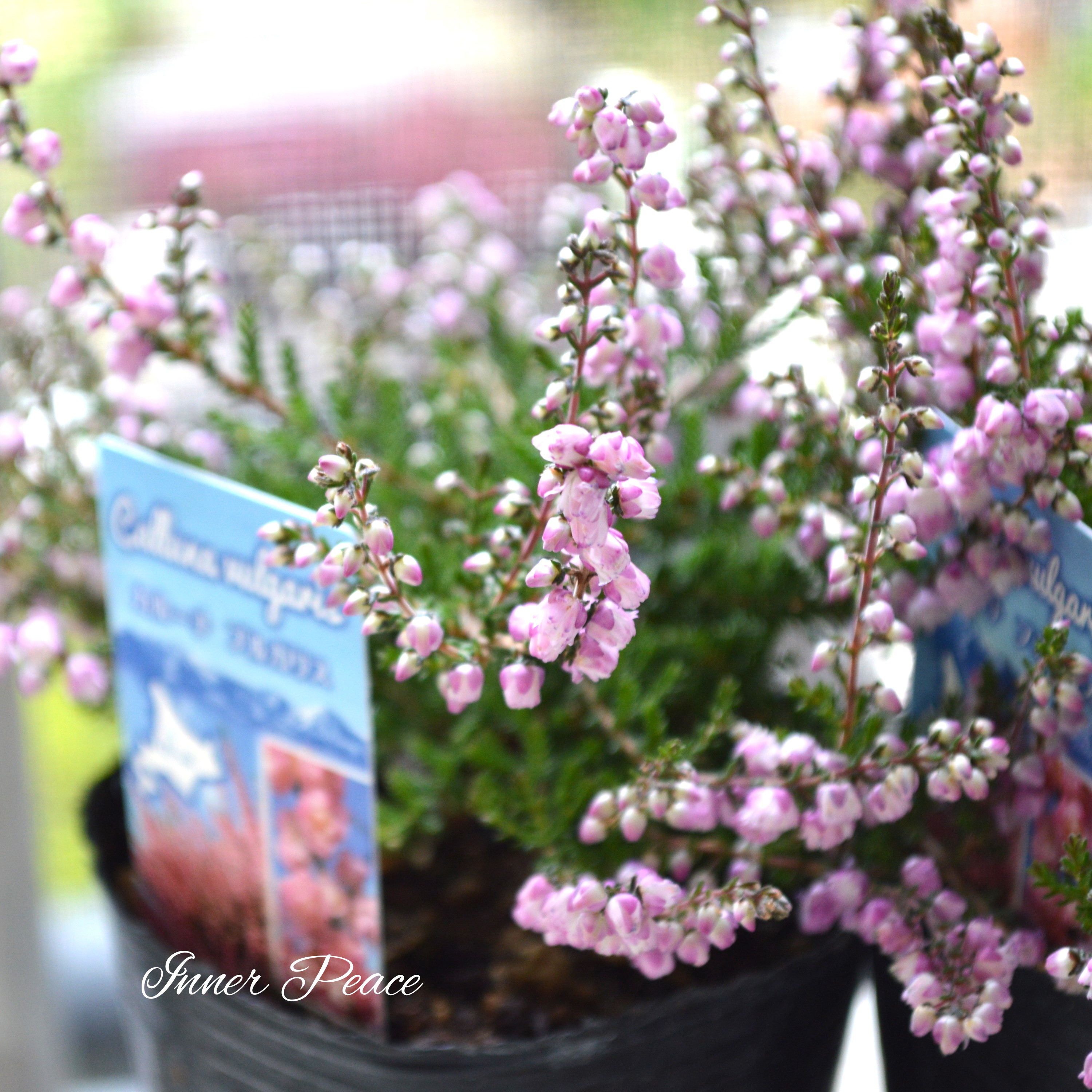 【豪華】 八重咲きカルーナ 薄ピンク 3寸POT