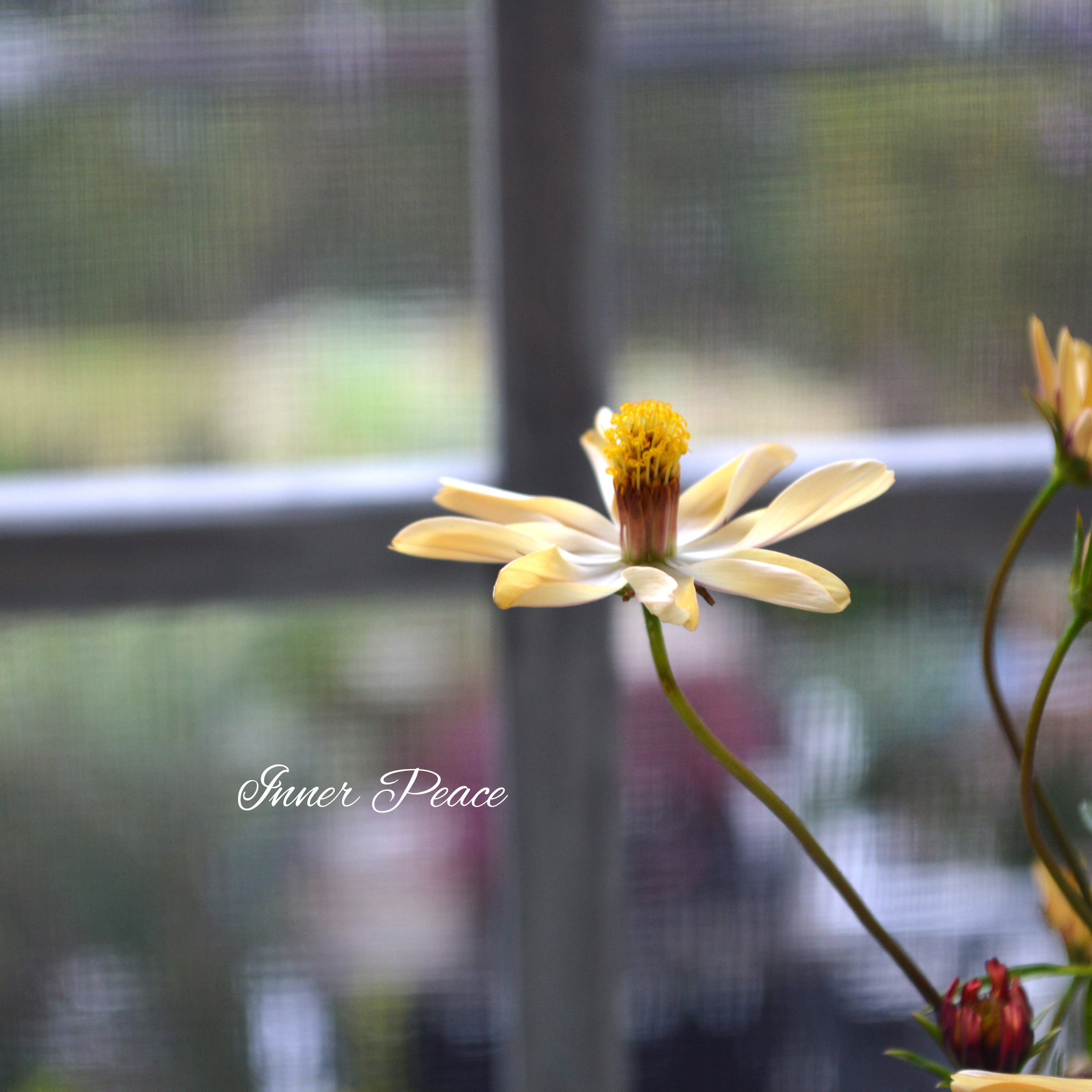 【美しい】 チョコレートコスモス・赤とんぼ 『あわゆき』 3寸ロングPOT