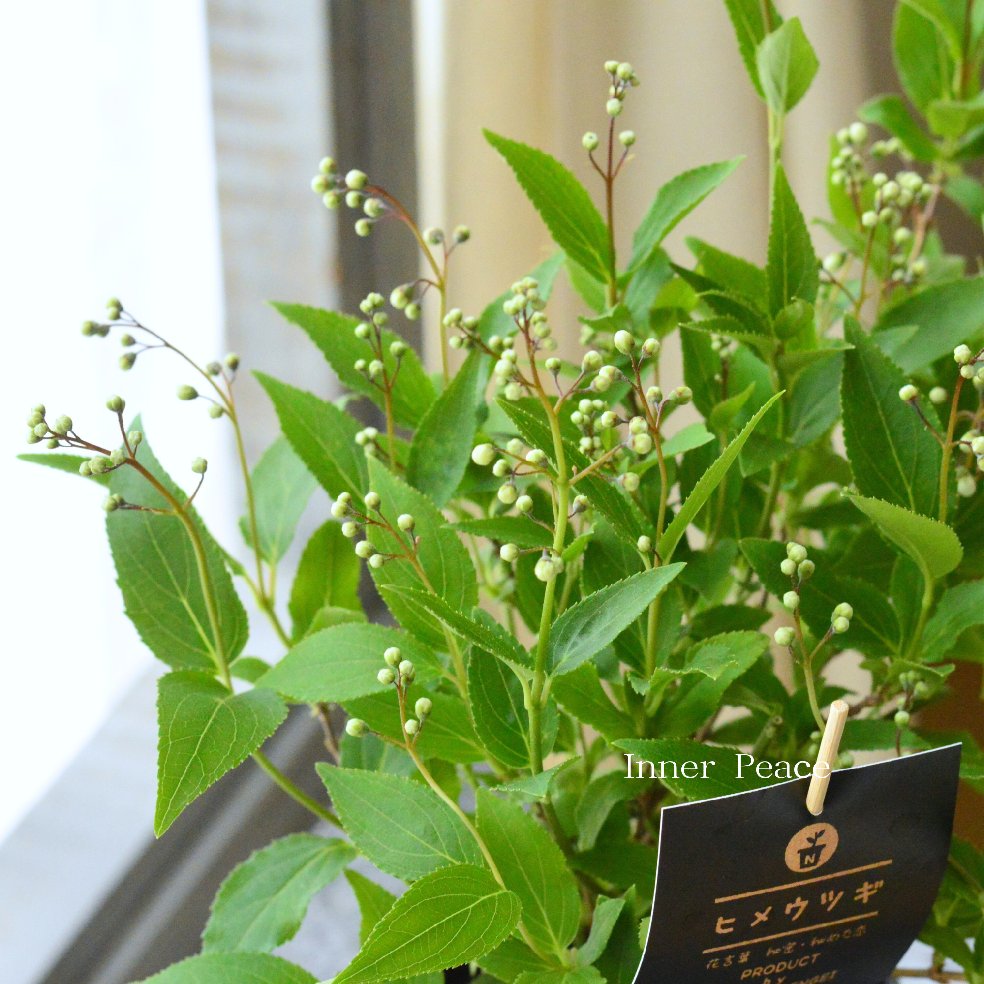 ヒメウツギ(ウノハナ) 3.5寸POT