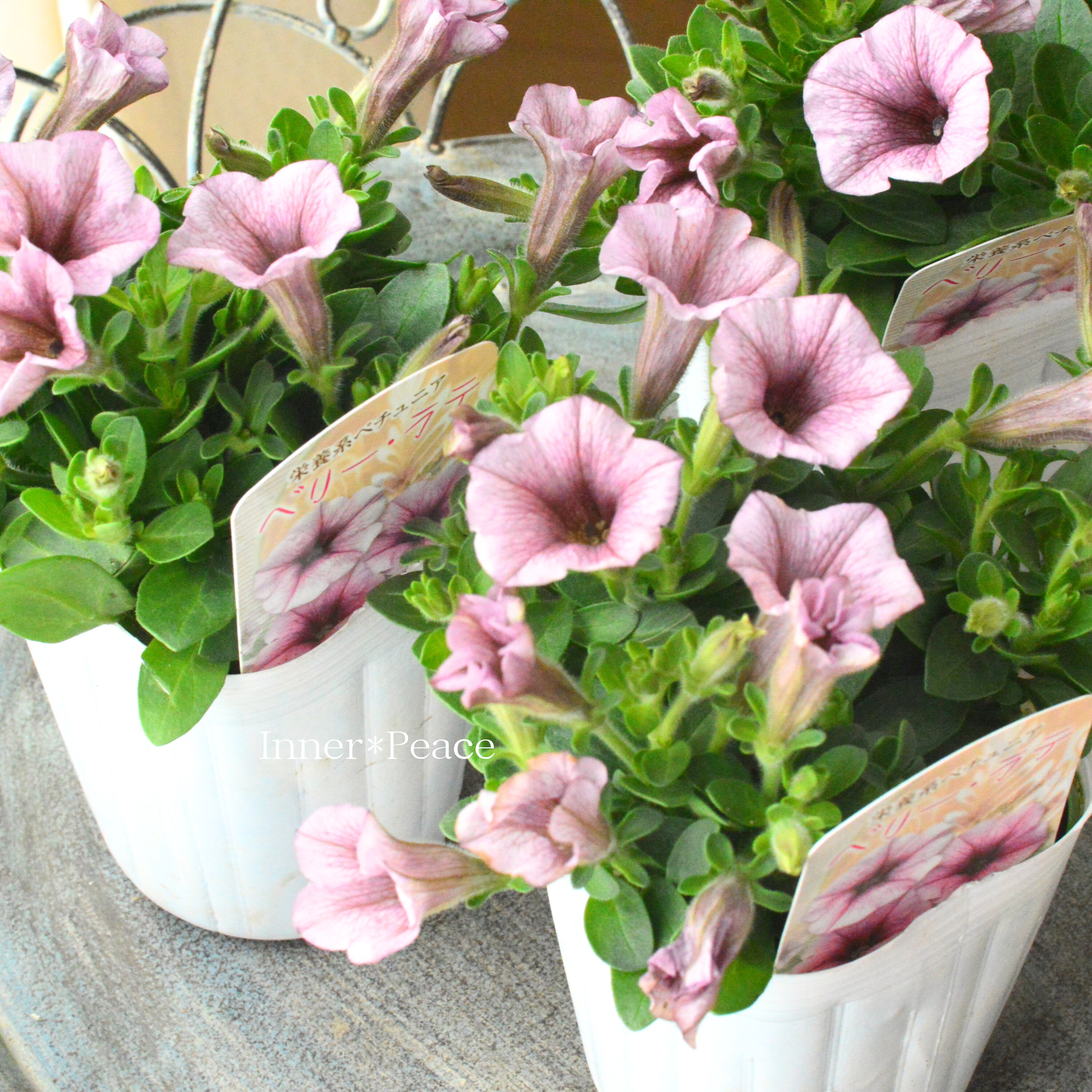 【花日和さんオリジナル】 ペチュニア 『ベリーラテ』 3寸ロングPOT