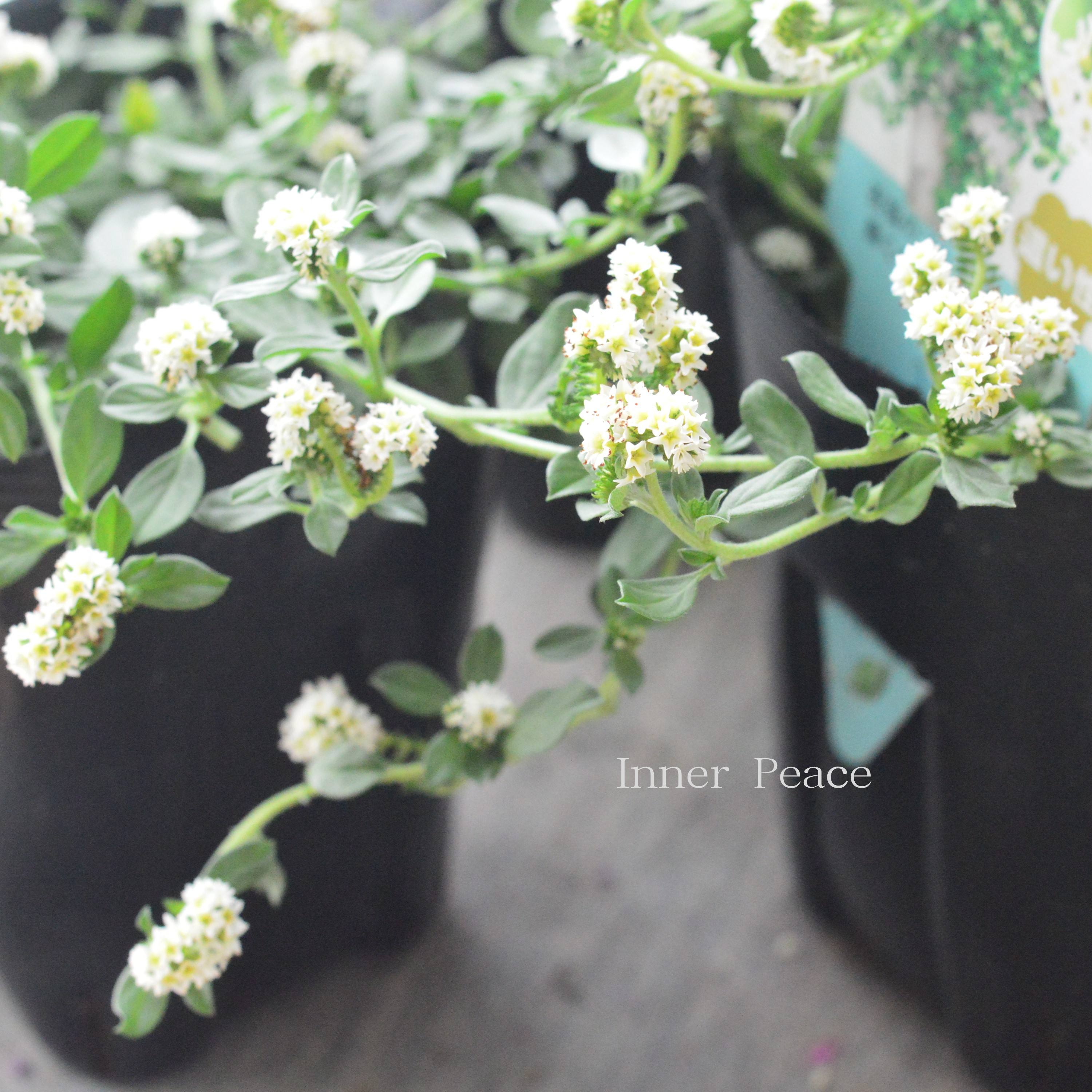 【PWさん】 ヘリオトロープ 『ブライドパール』 3.5寸POT