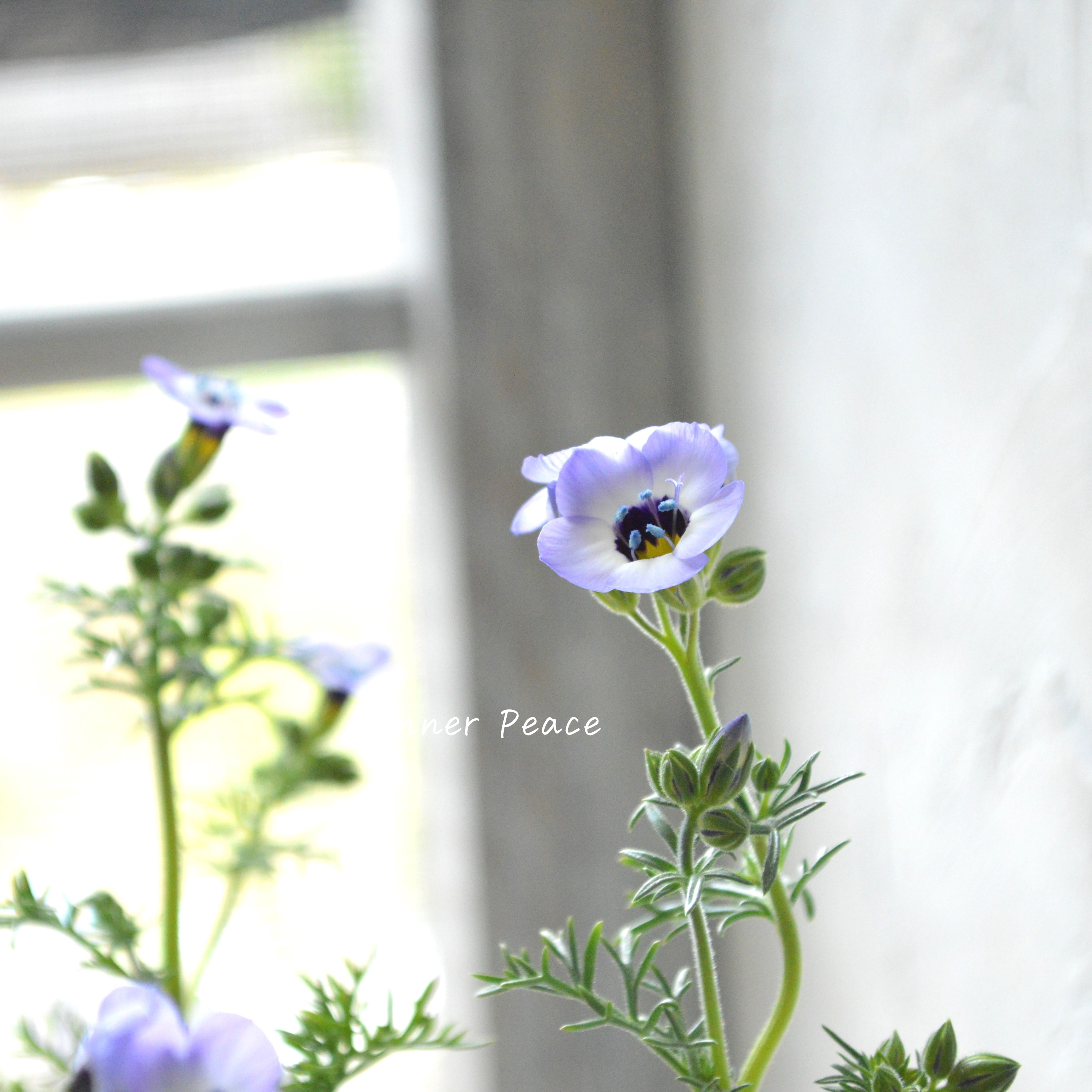 【美しい】 ギリア 『トリコロール』 3寸POT