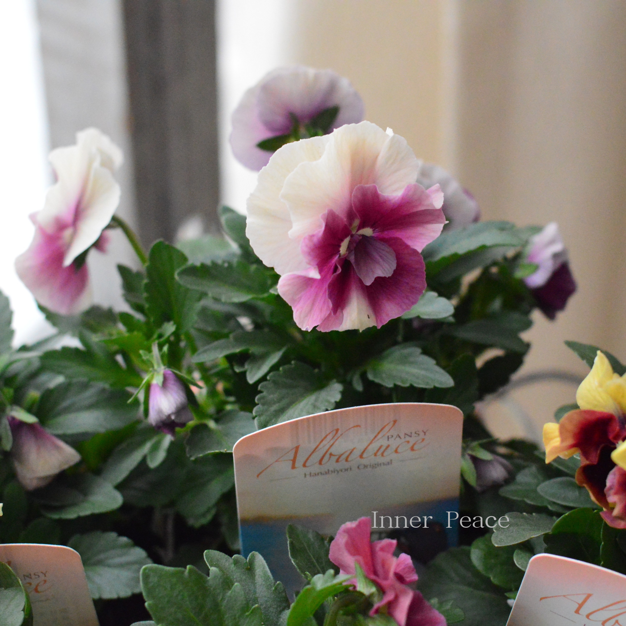 【花日和さんオリジナル】 パンジー 『アルバルーチェ』 3.5寸POT