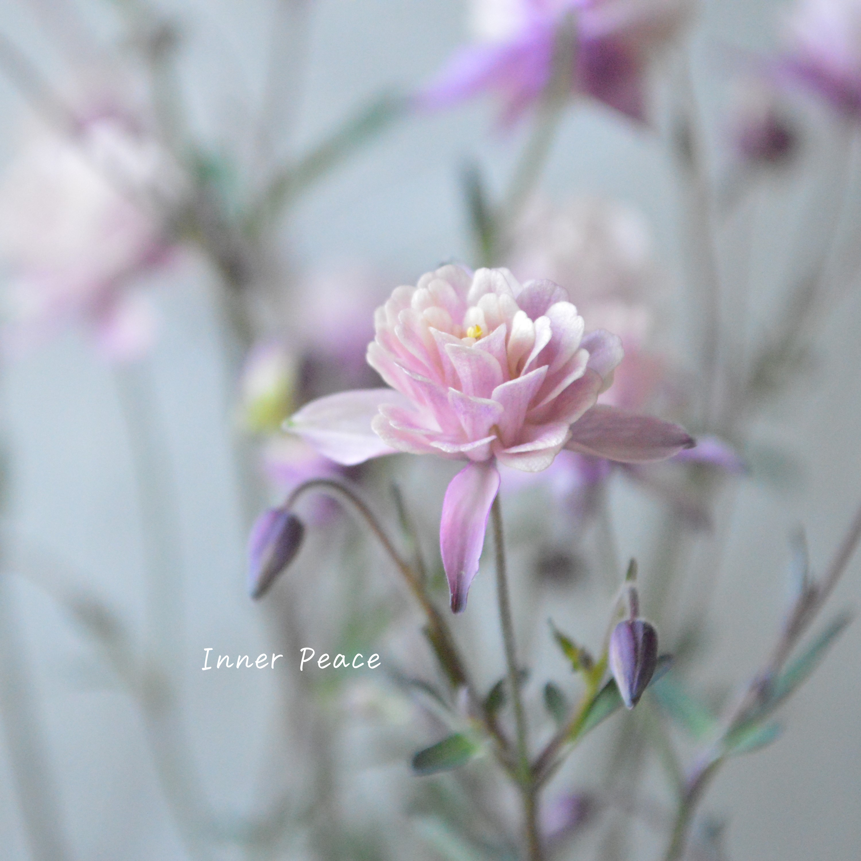 【tef*tef*さんオリジナル】 八重咲きオダマキ 『クラシカルセピア』 3.5寸ロングPOT