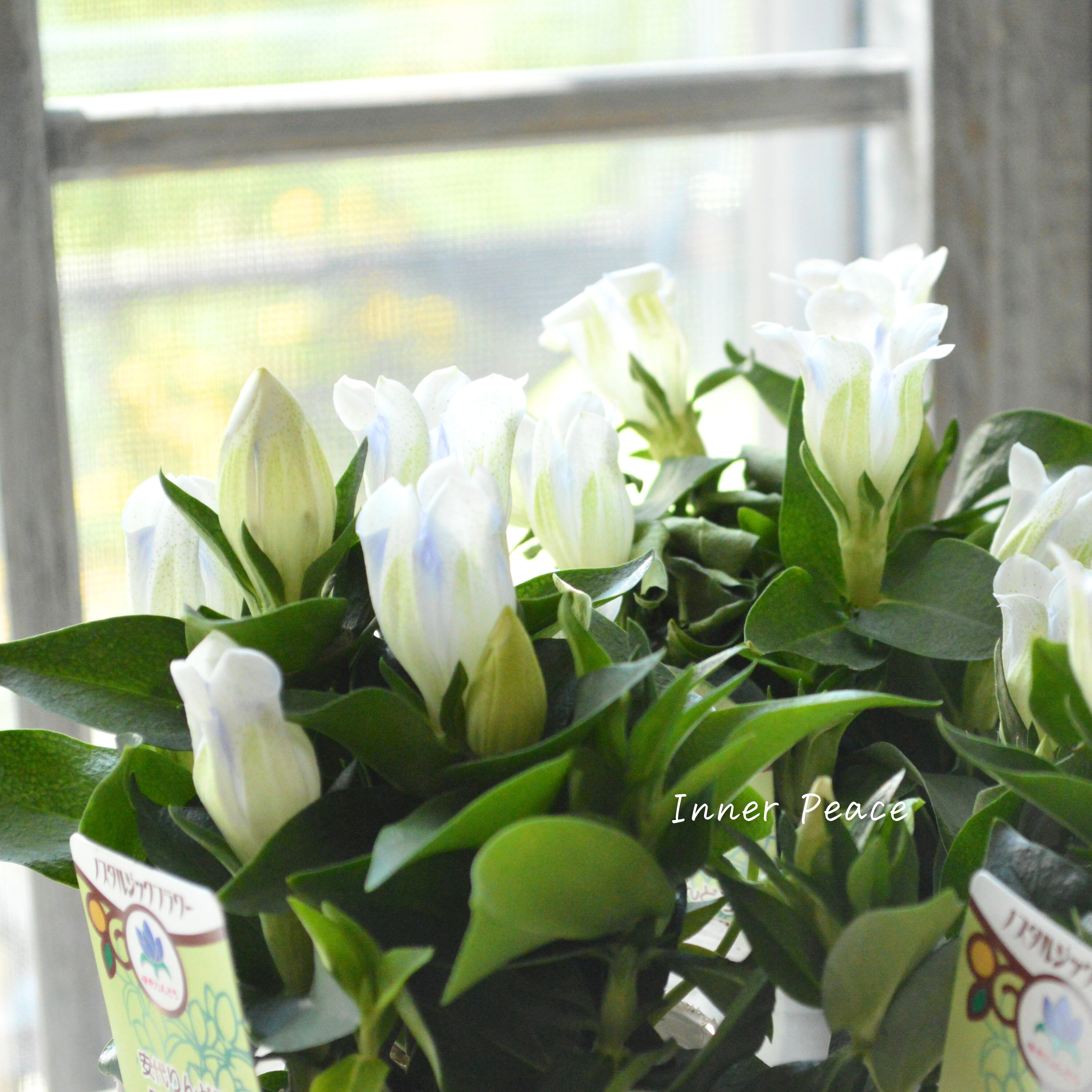 【宿根】 リンドウ 『クリスタルアシロ』 3寸POT