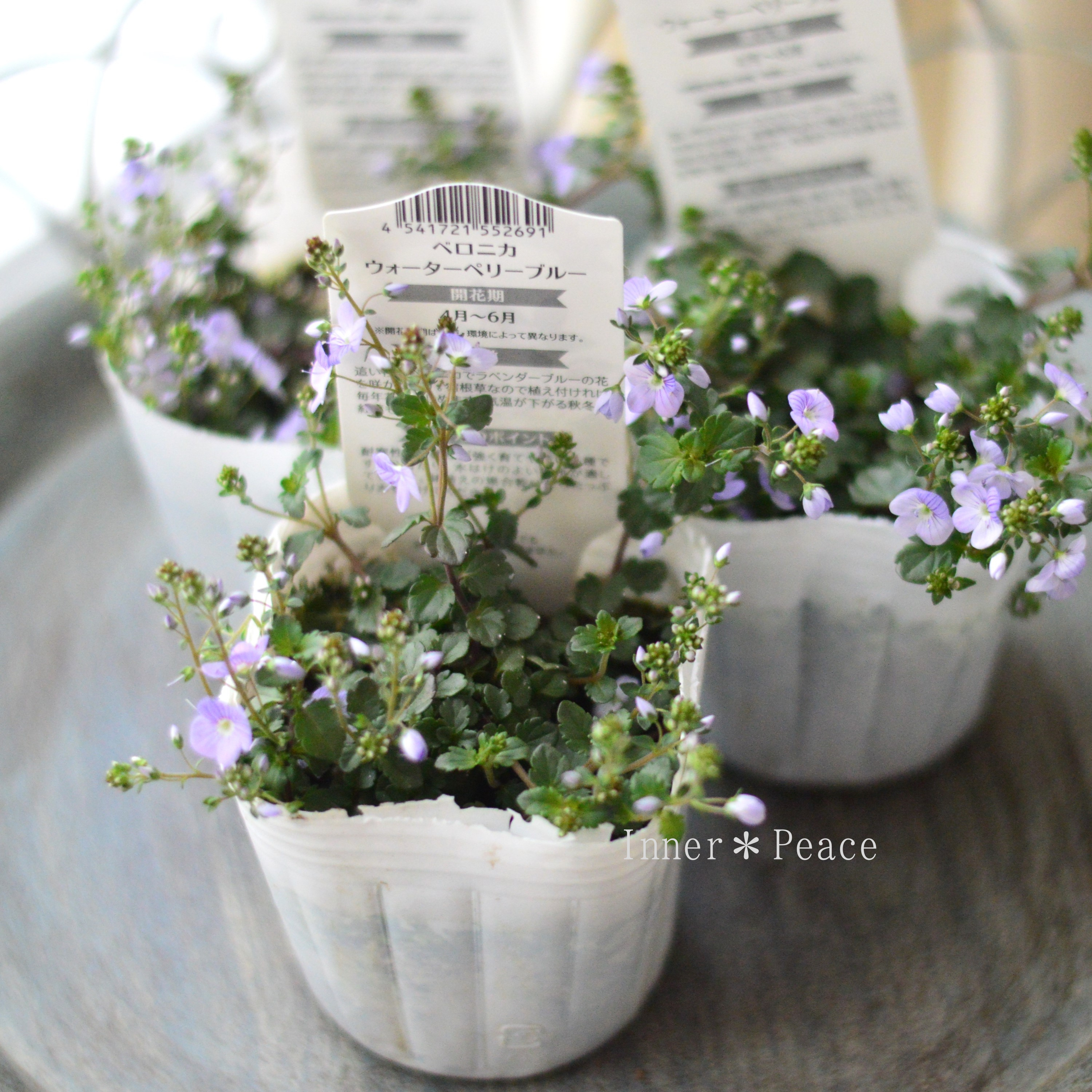 【美しい】 ベロニカ 『ウォーターペリーブルー』 3寸POT