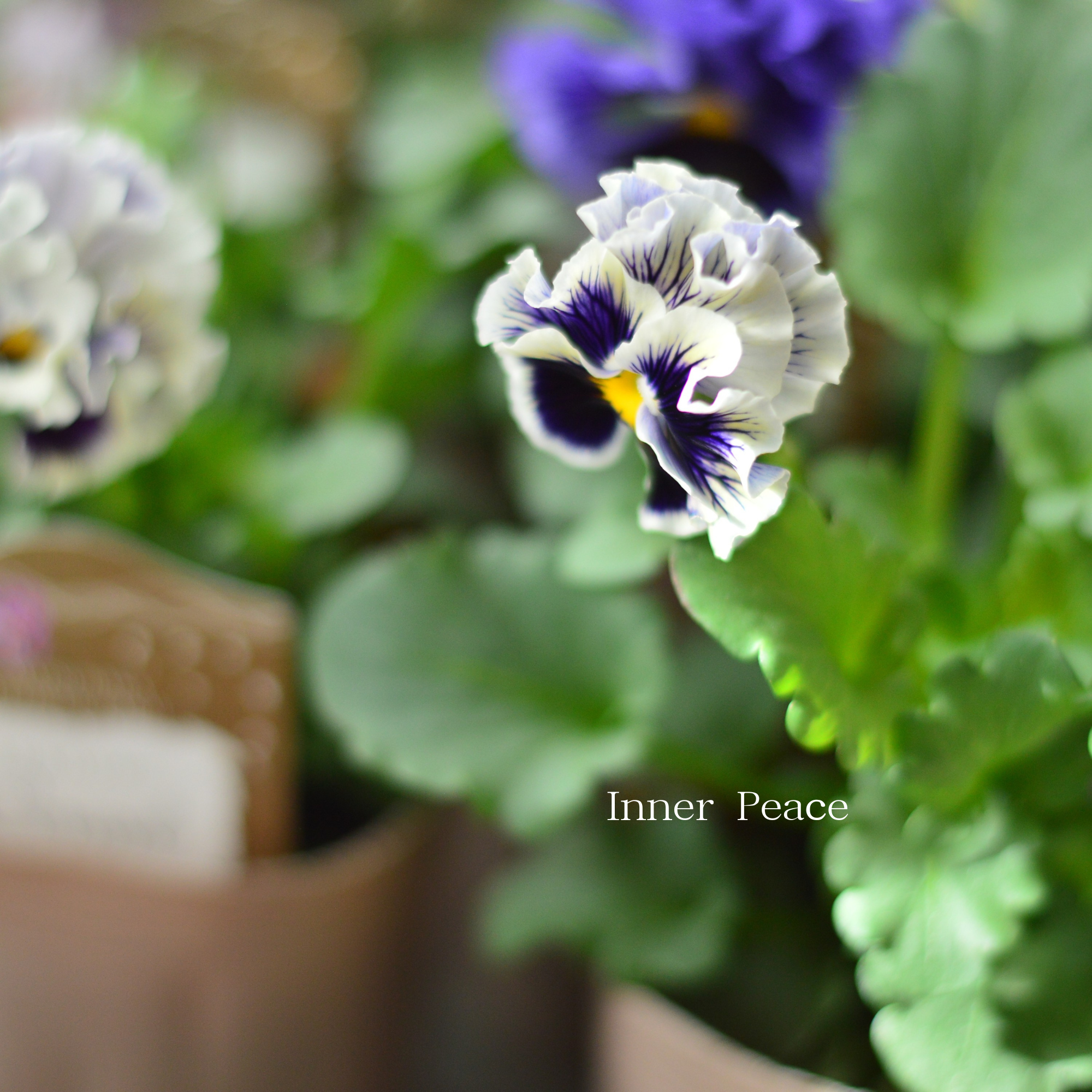 【素敵】 パンジー 『コライユ・ブルー系』 3寸ロングPOT