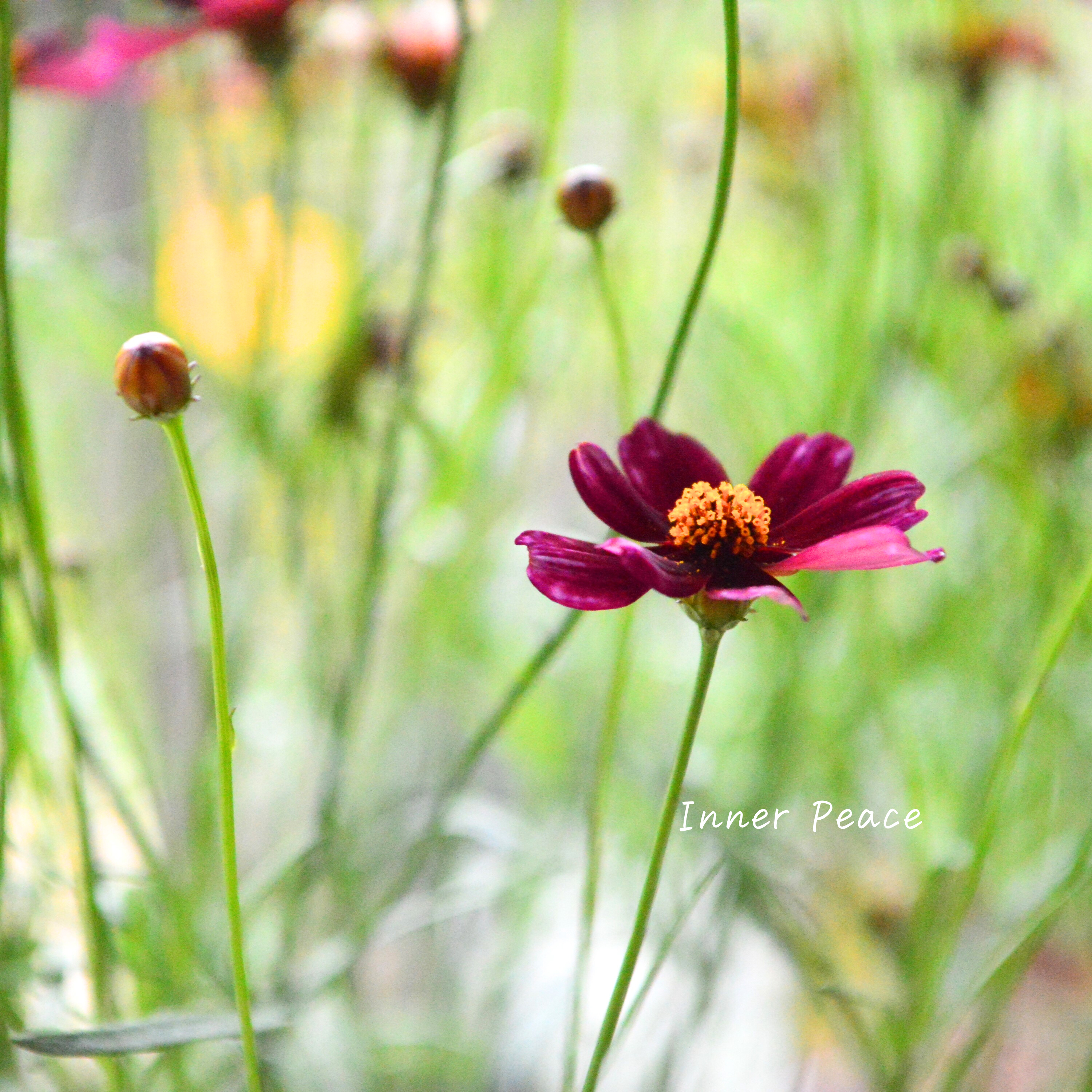 【アンティーク色】コレオプシス『ウリドリーム・ルージュ』 3寸POT