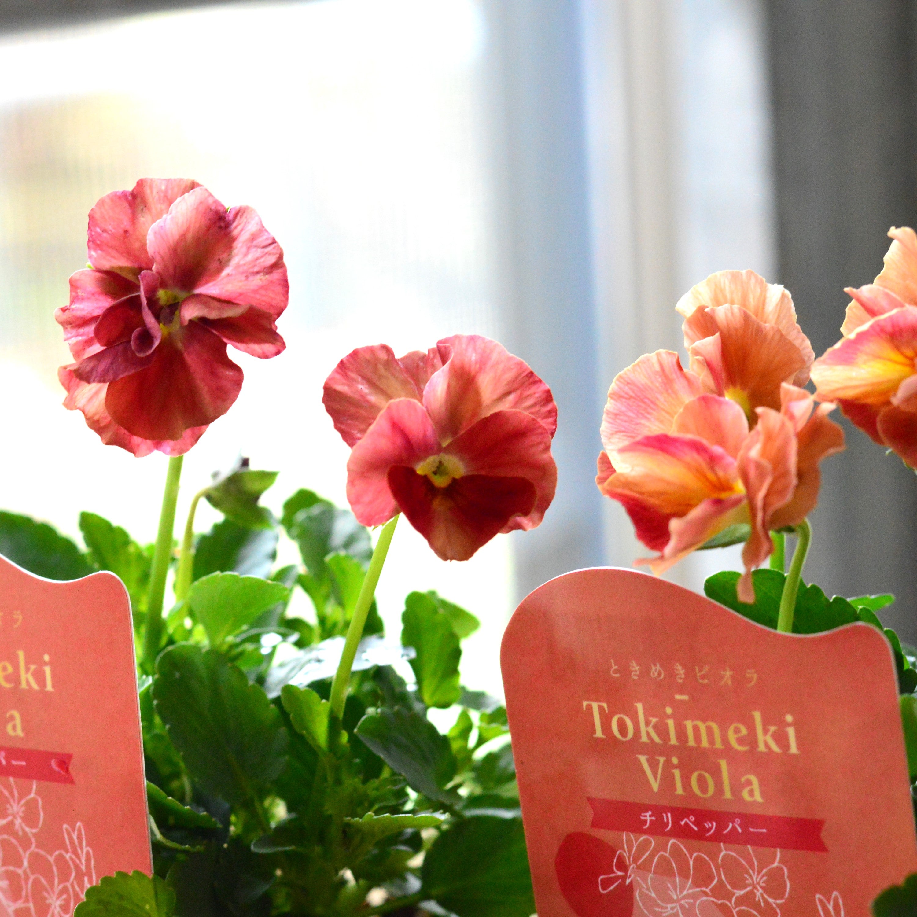 【奥田園芸さん】 ときめきビオラ 『チリペッパー』 3.5寸POT