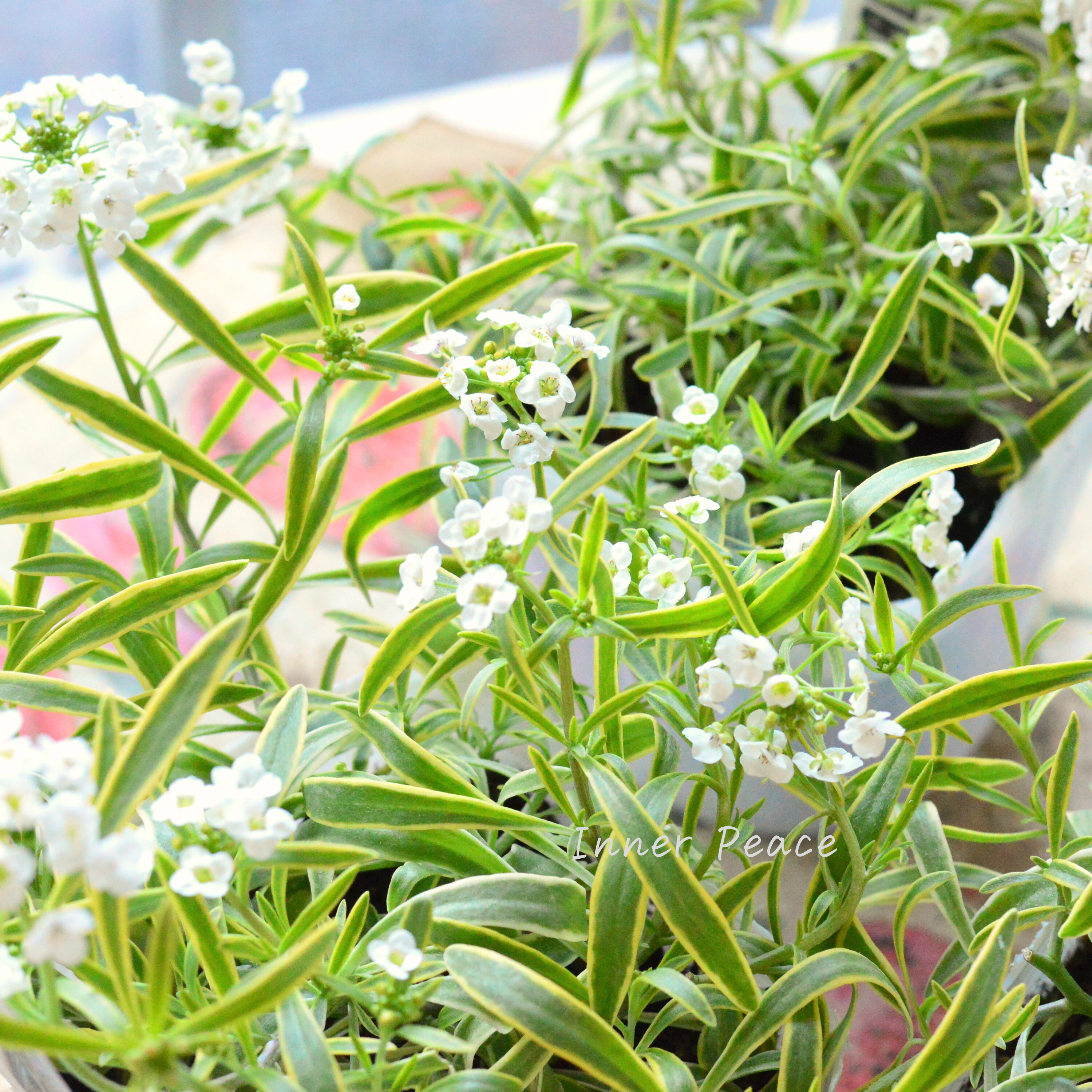 【PW】 スーパーアリッサム 『フロスティーナイト』 3.5寸POT