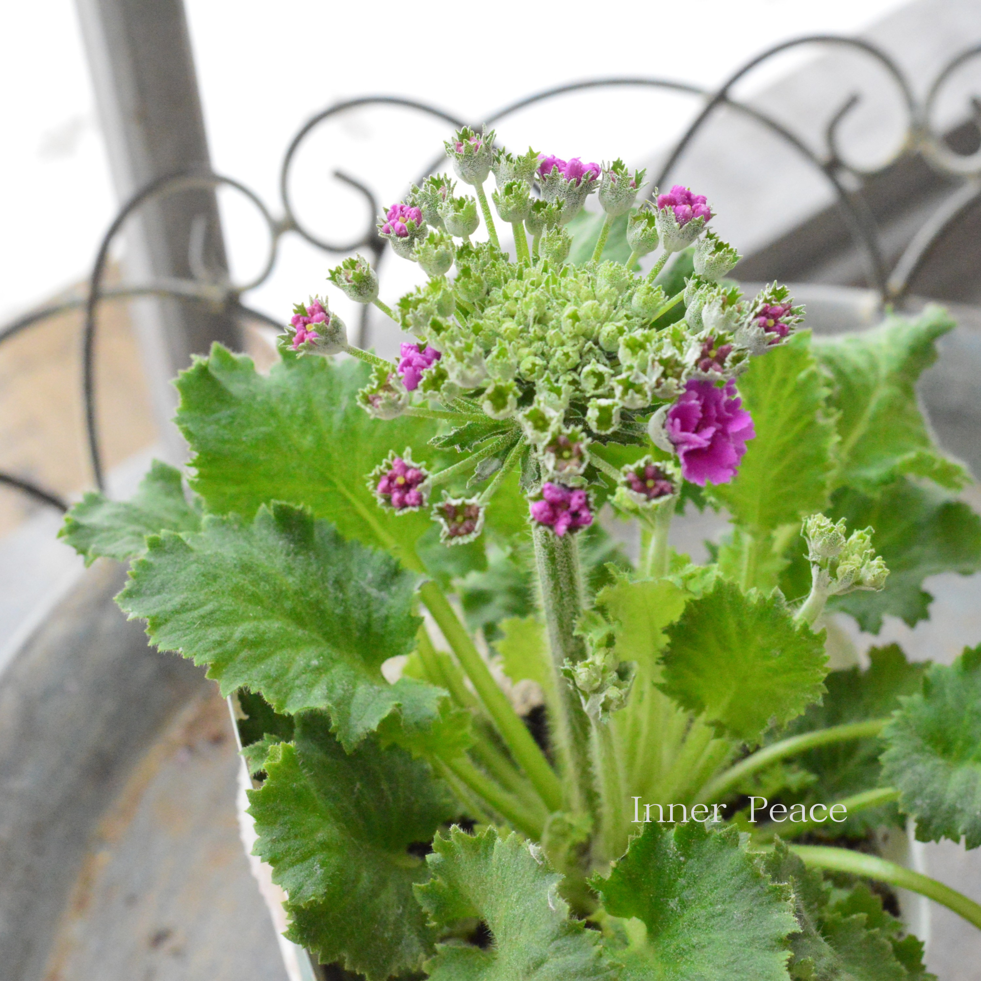 【北島園芸さん】 プリムラ マラコイデス 『パチパチキャンディ・ピンク系』 3.5寸POT
