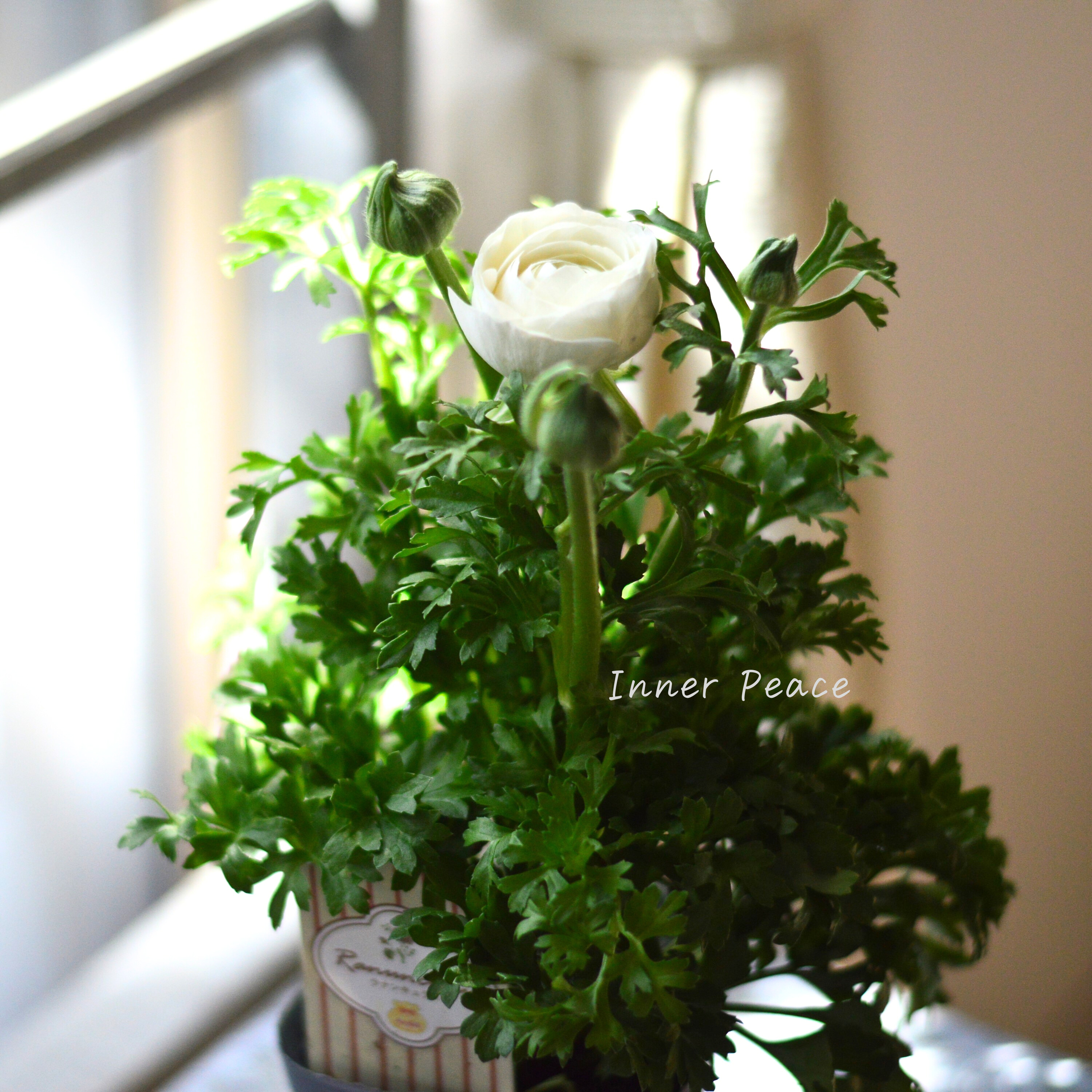 【かわいい】 ラナンキュラス 『スプリンクル・ホワイト』 3.5寸POT