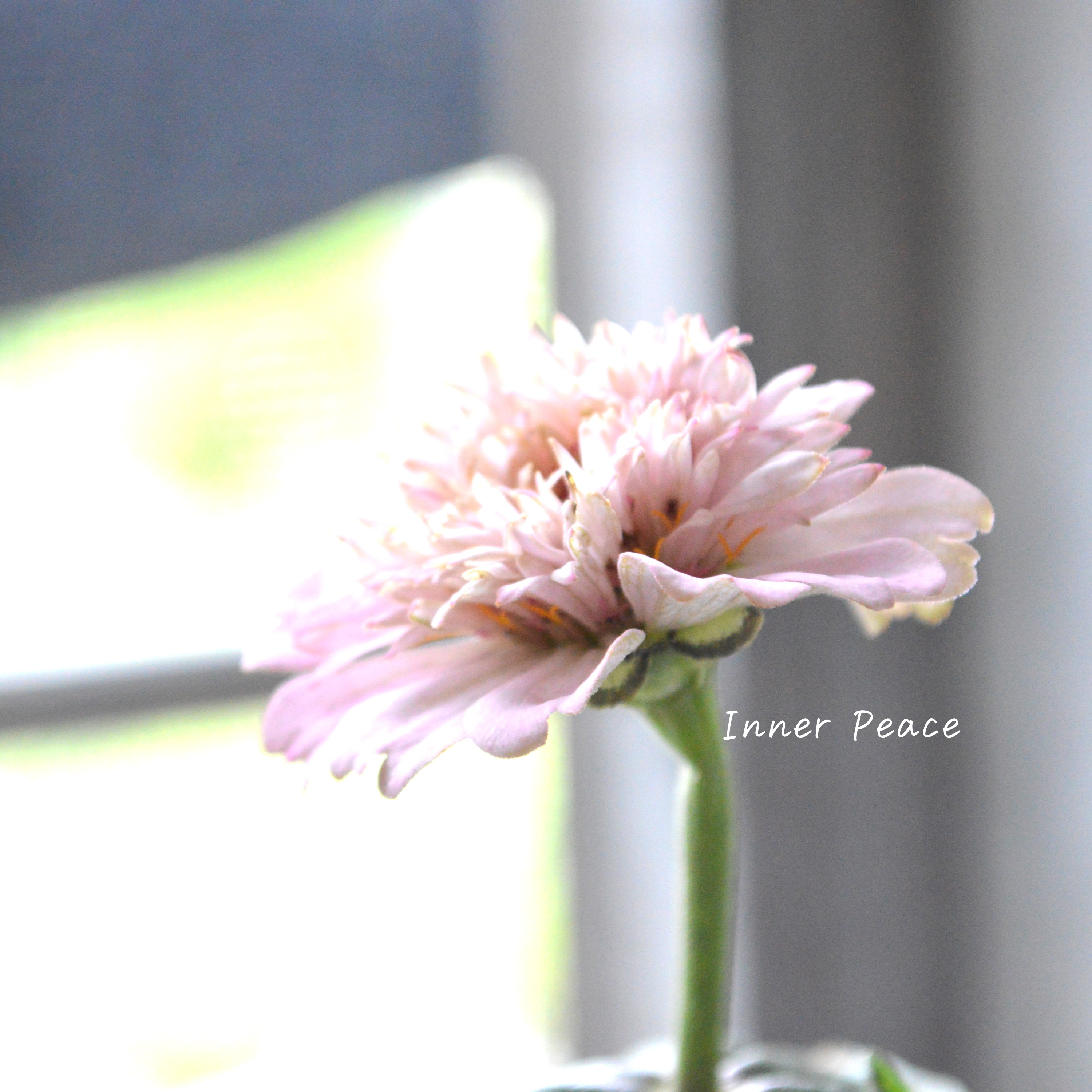 【かわいい】 ジニア 『シンデレラ・ライラック』 3.5寸POT