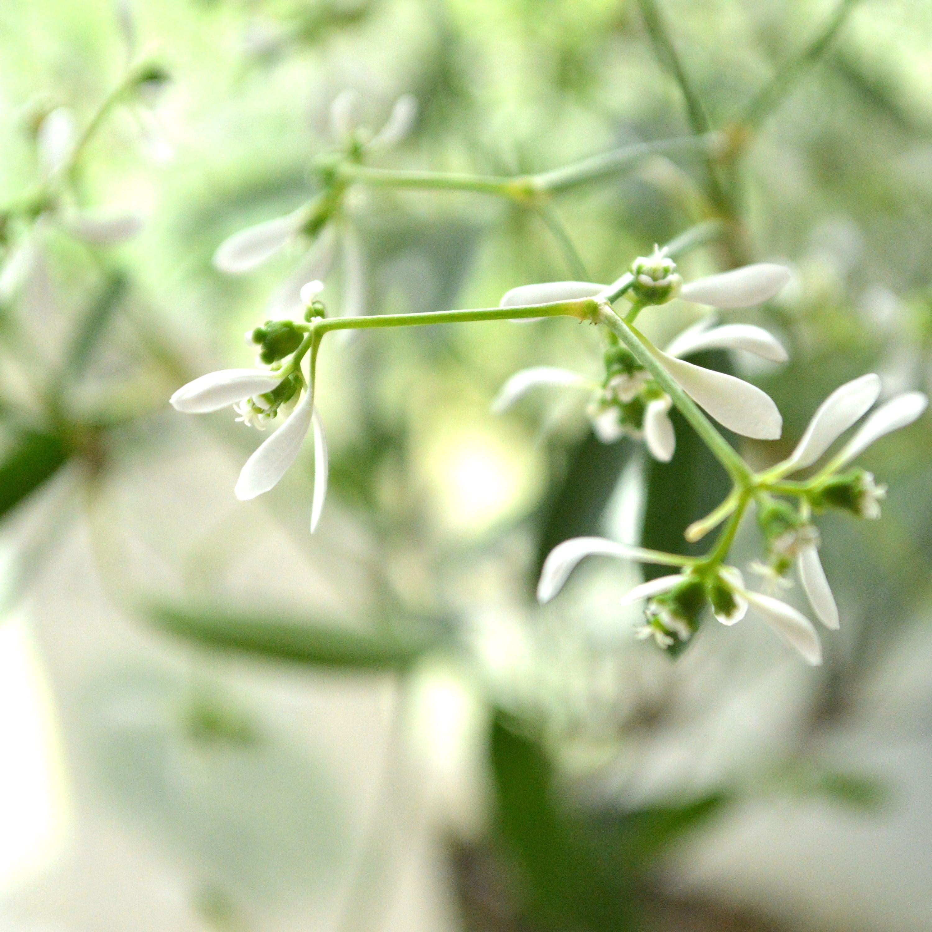 【暑さに強い】 ユーフォルビア 『ダイアモンドフロスト』 2.5寸~3寸POT