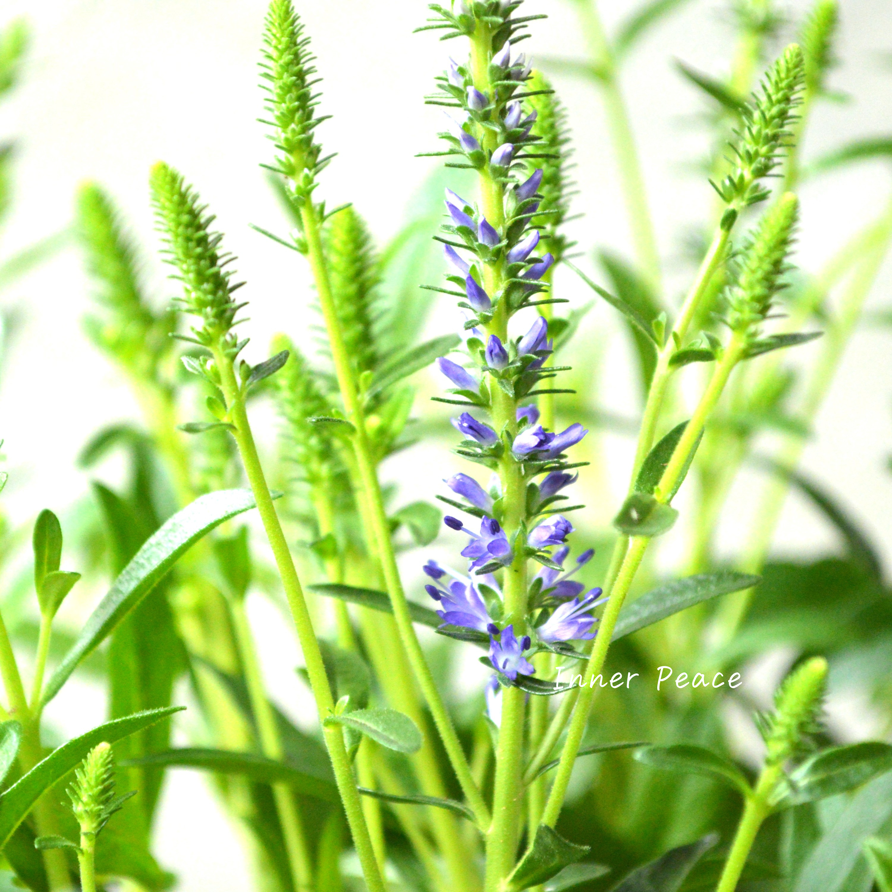 【宿根】 ベロニカ 『スピカタ・ブルーカーペット』 3.5寸POT