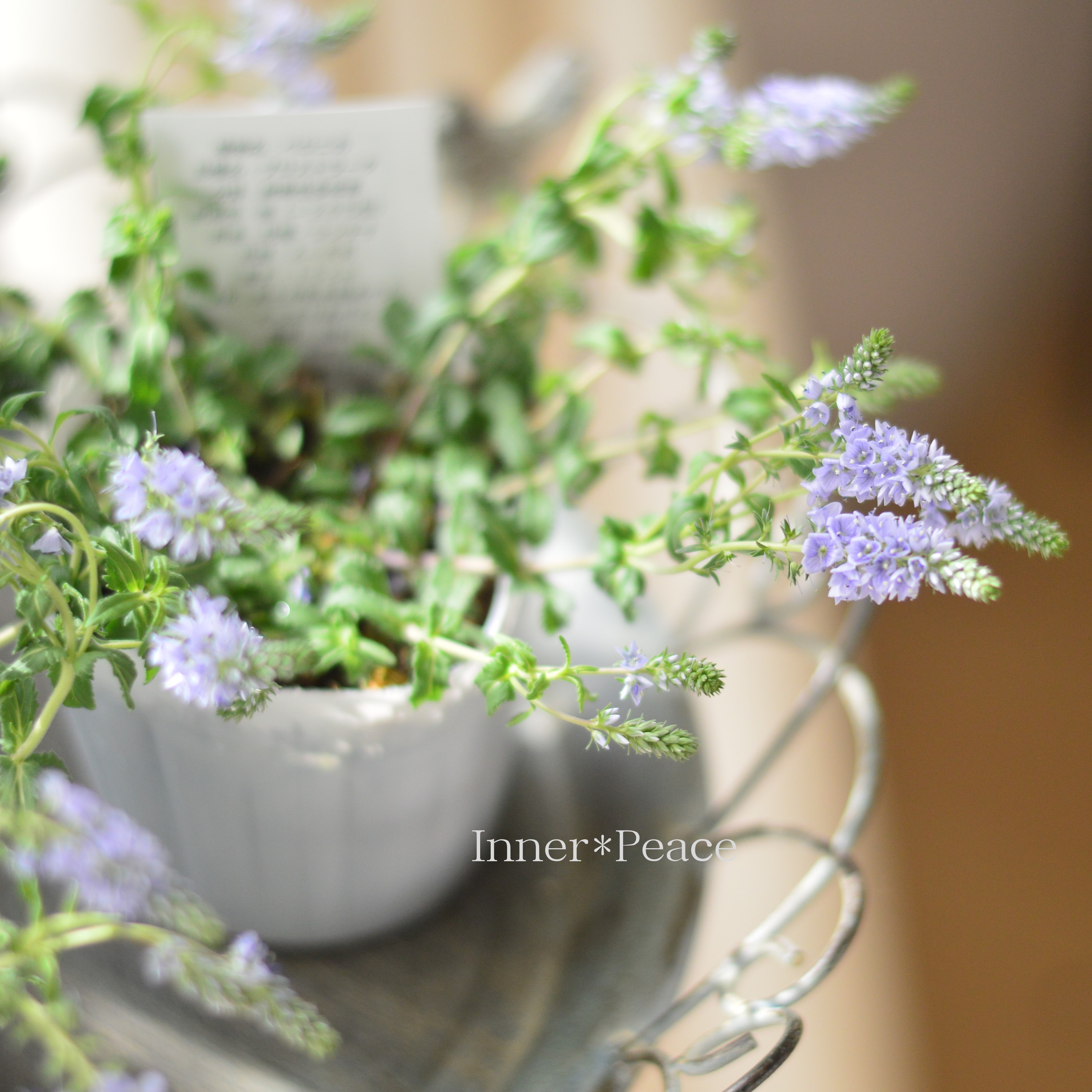 【宿根】 ベロニカ 『プロストラータ・ネスター』 3.5寸POT