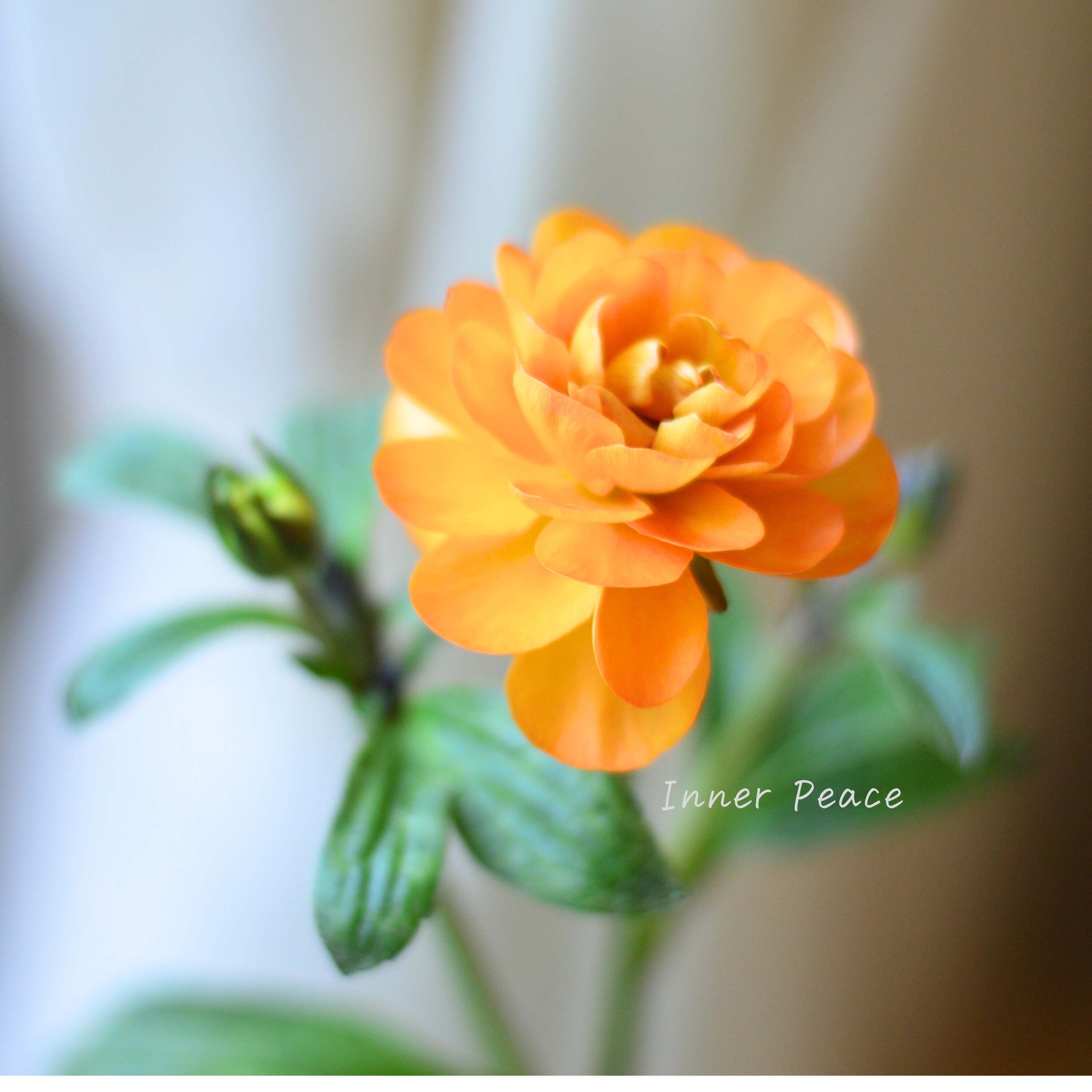 【美しい】 ラナンキュラス・ラックス 『ガラテア』 4寸POT