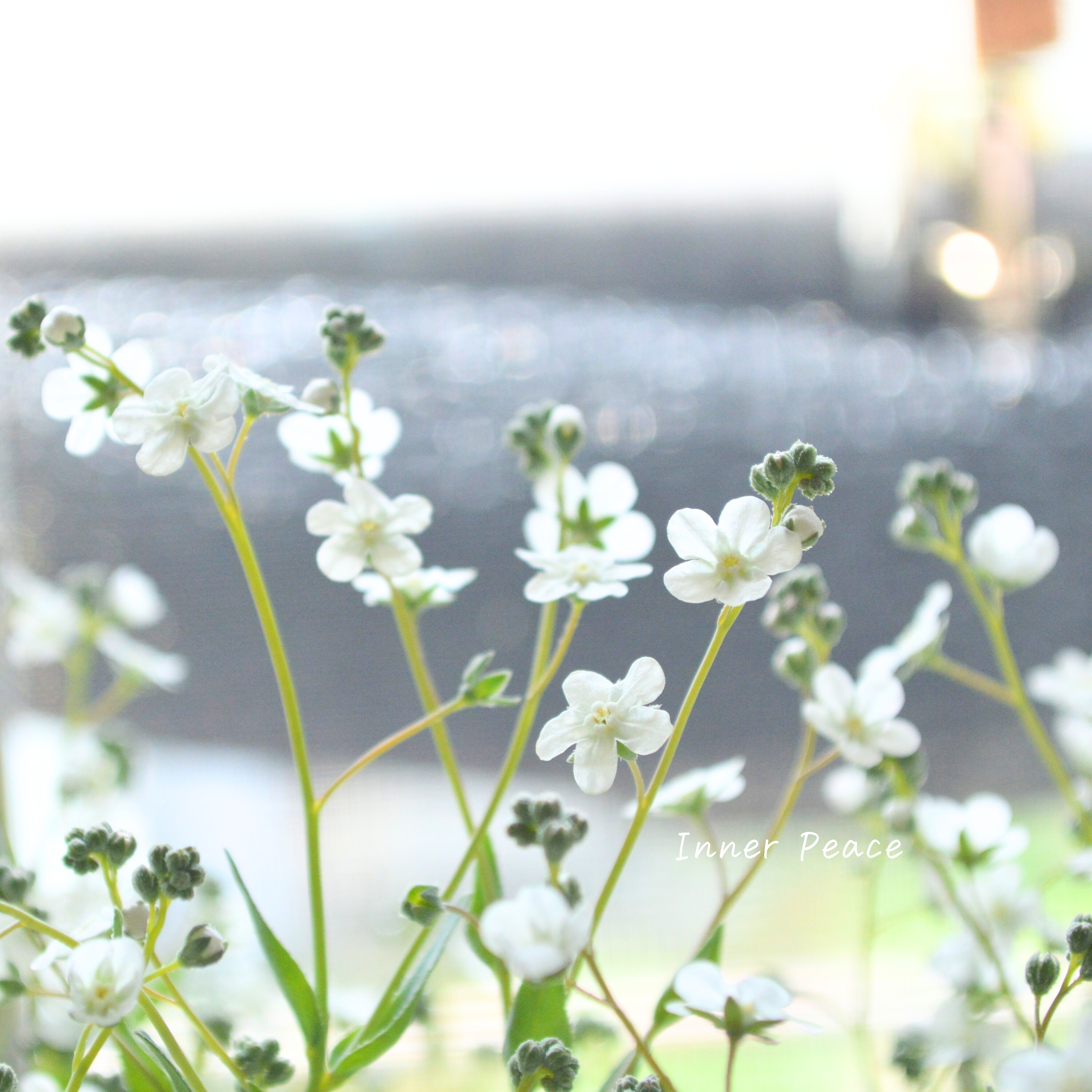 【かわいい】 オンファロデス 『リニフォリア』植え込み用 3寸ロングPOT