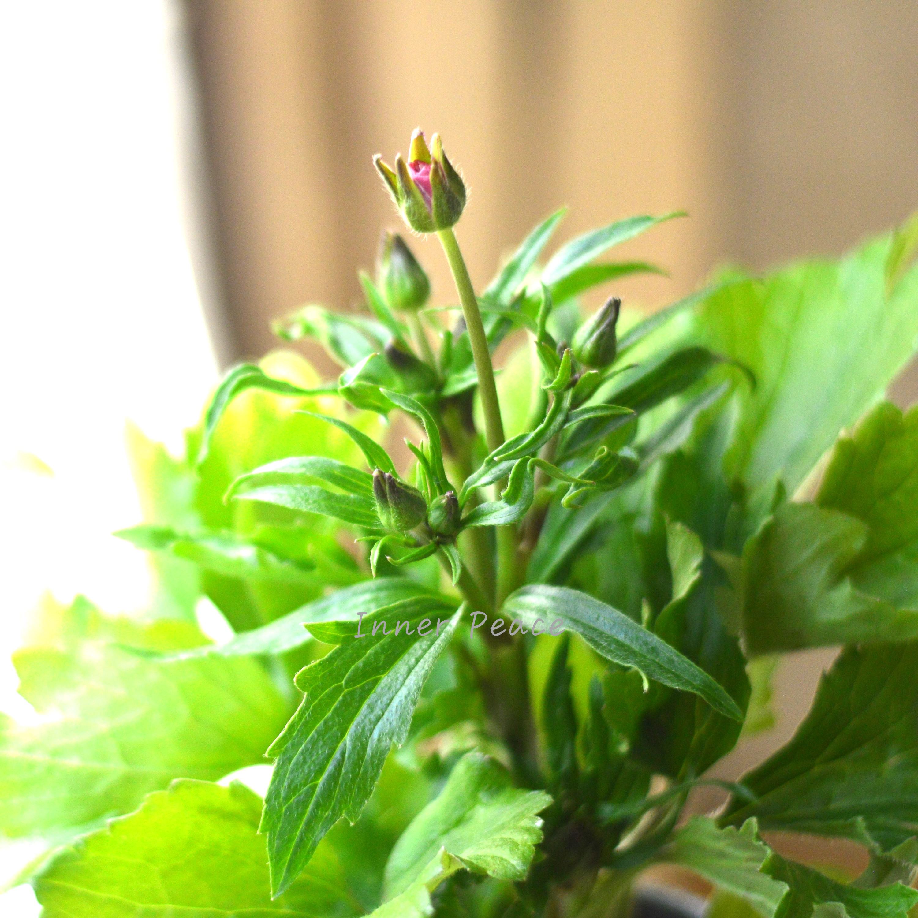 【美しい】 ラナンキュラス・ラックス 『リュキア』 3.5寸POT