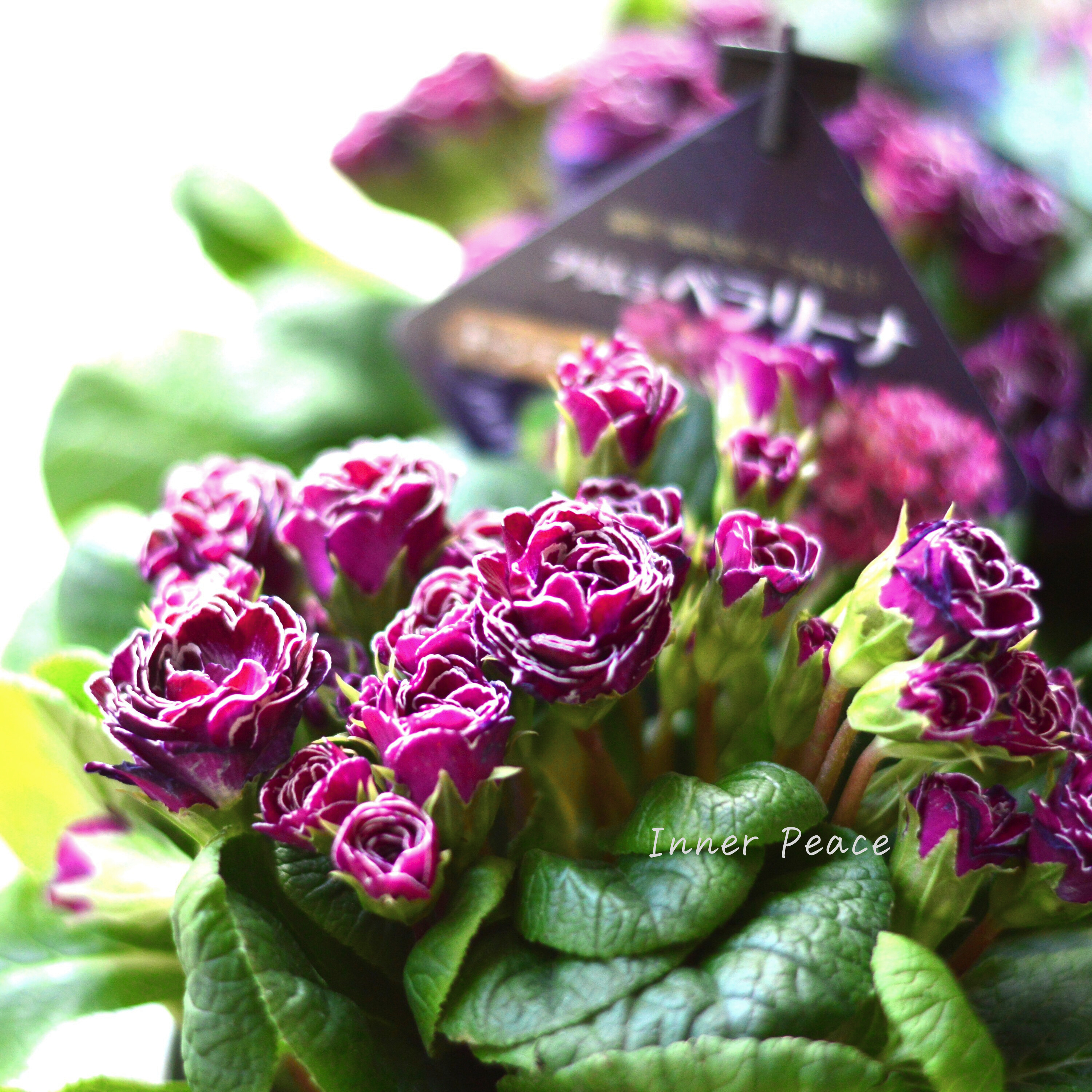 【八重咲き】 プリムラ 『ベラリーナ・キャンディフロスト』 4寸POT