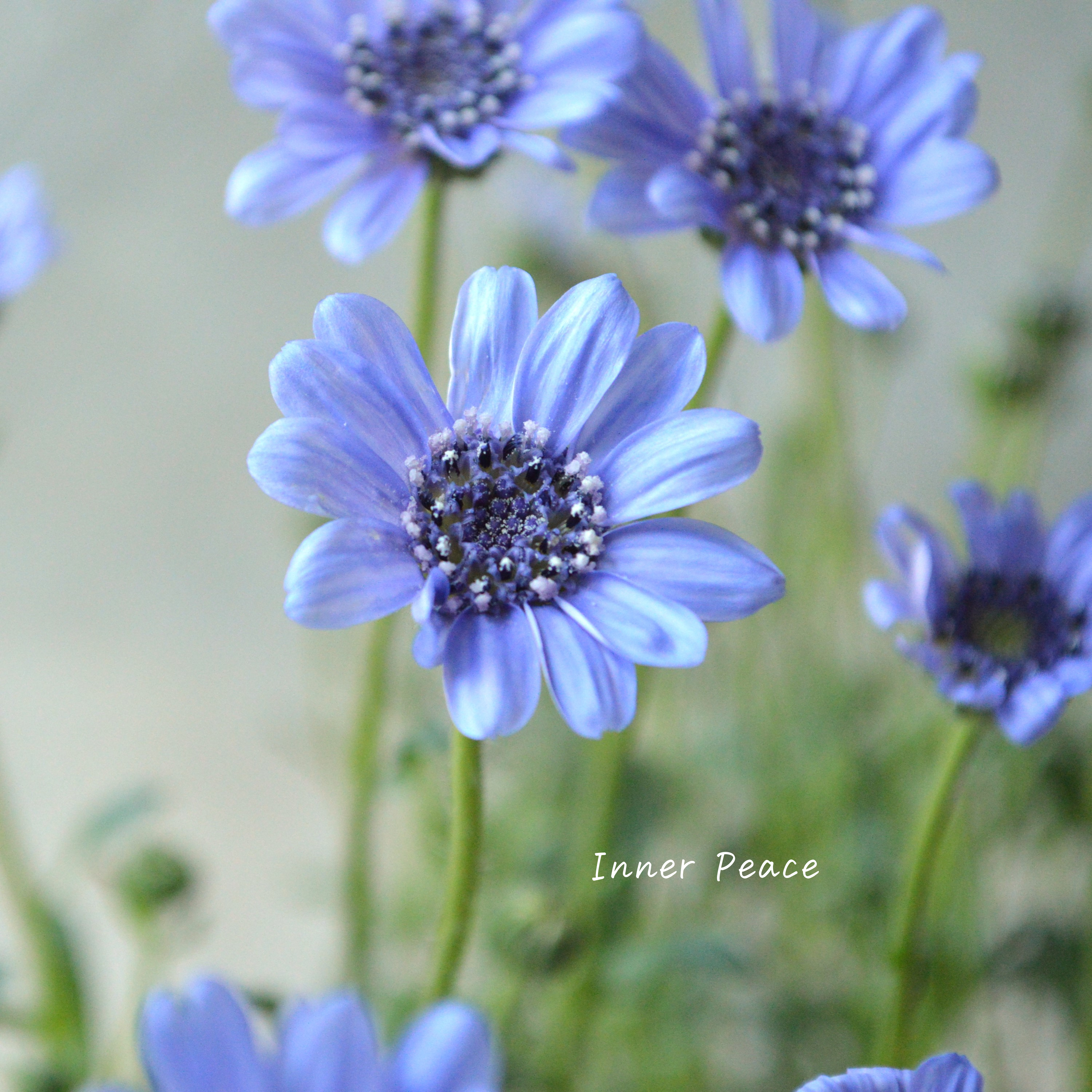 【美しい】 フェリシア 『スプリングメルヘン・ブルー』 3寸POT