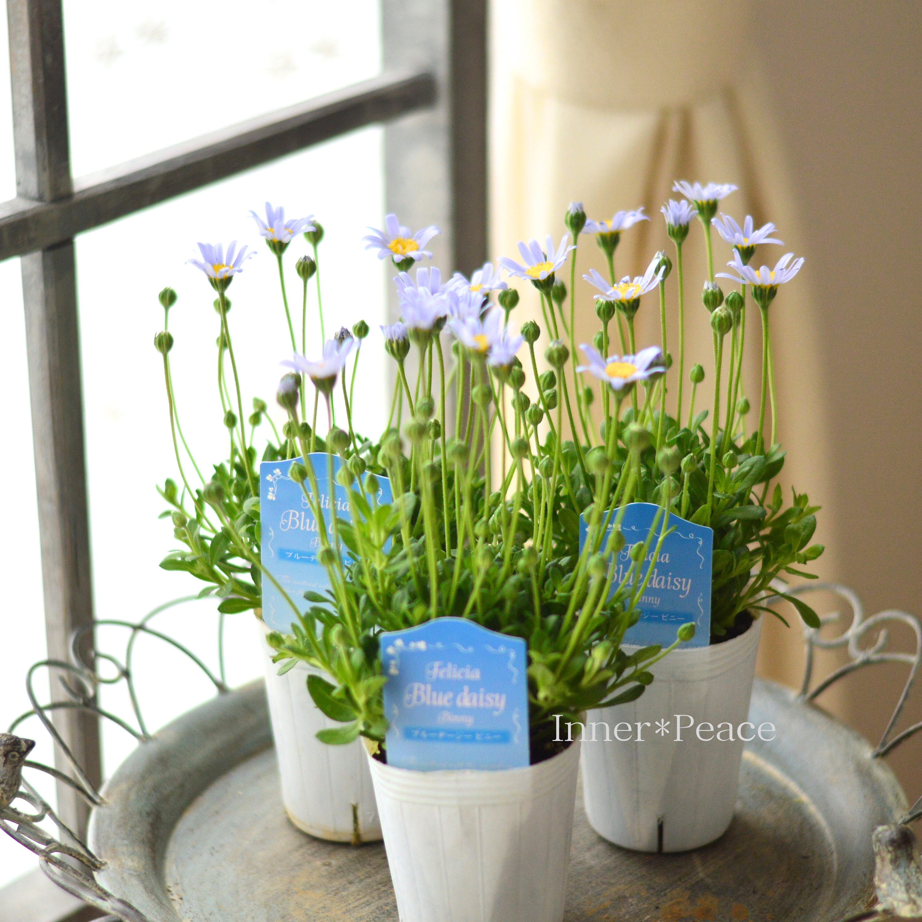 【美しい】 フェリシア(ブルーデージー) 『ビニー』 2.5寸POT