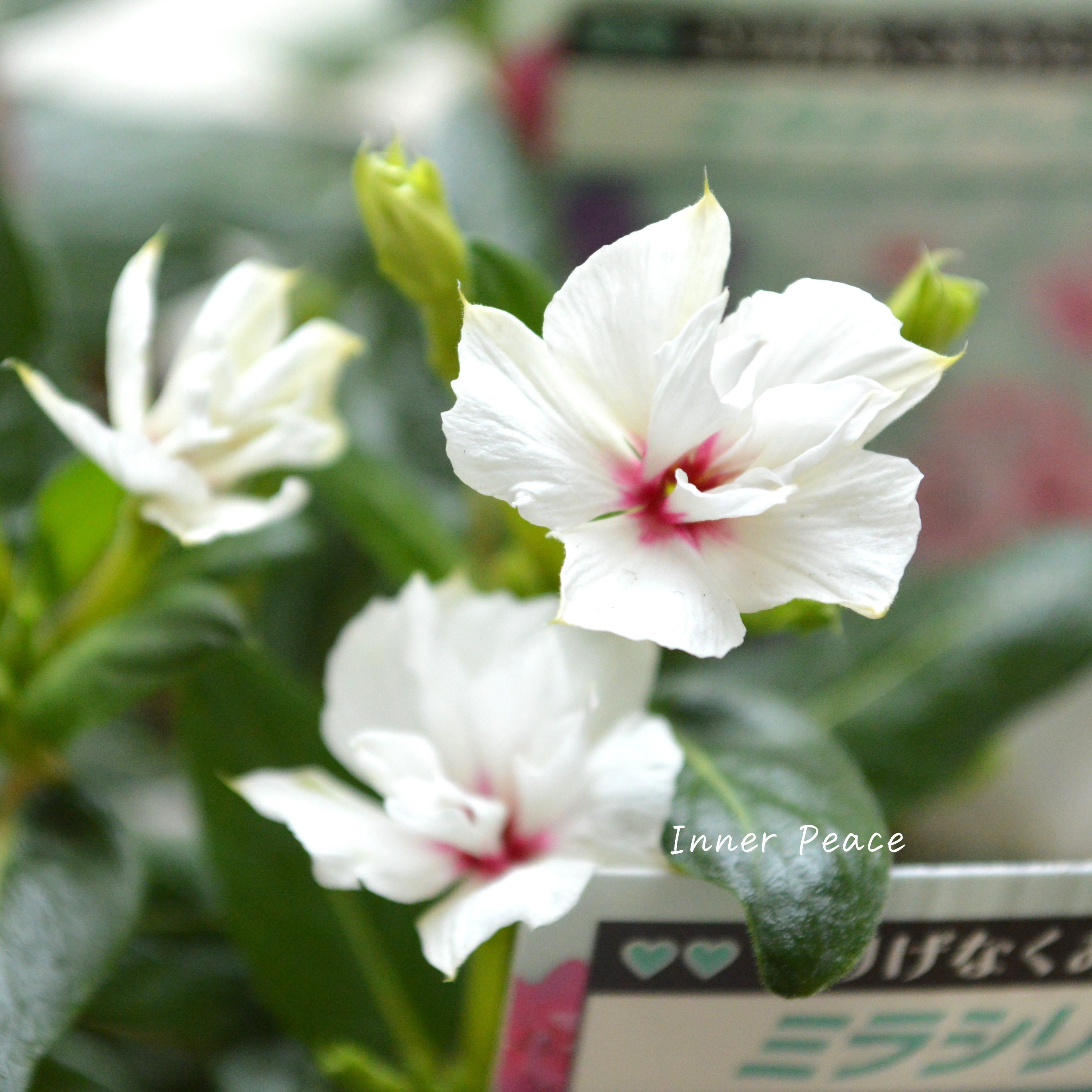 【北島園芸さん】 ニチニチソウ(八重咲き) 『ミラシリーズ・ユニコーン』 3.5寸POT