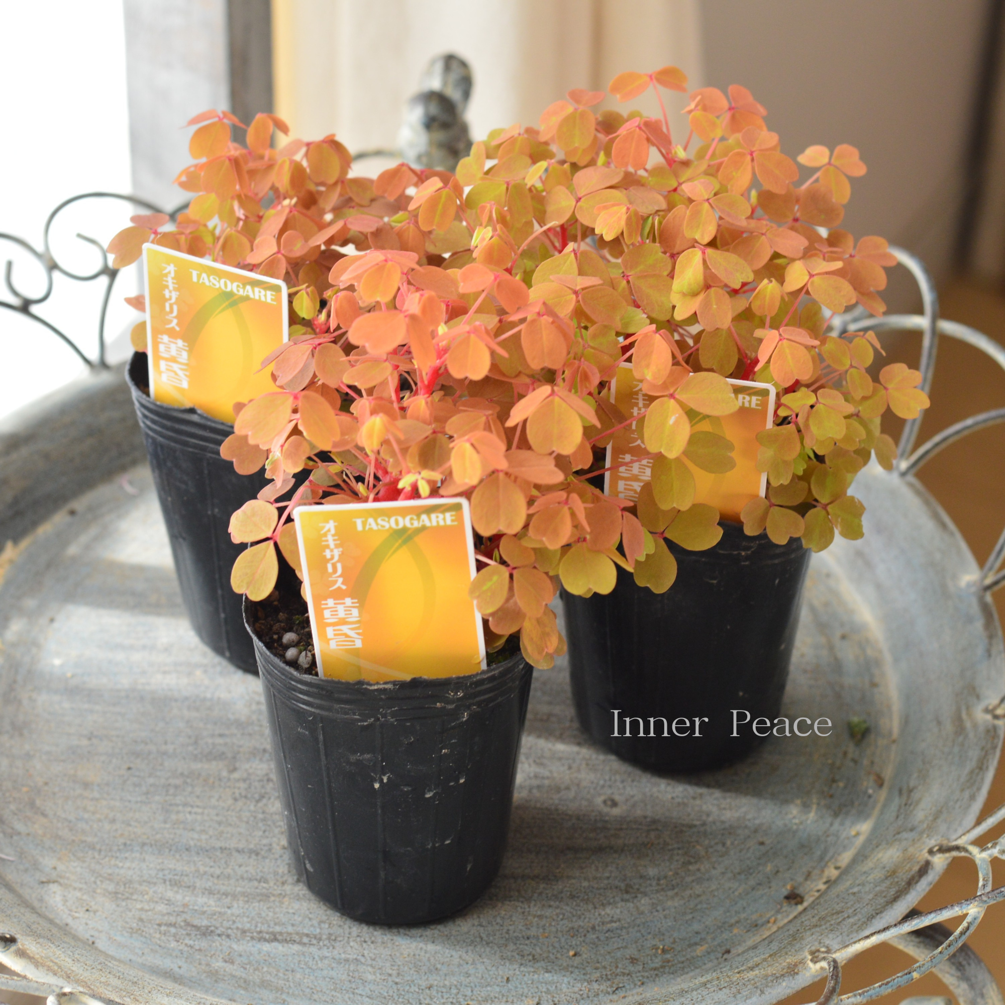 【美しい】 オキザリス 『黄昏~たそがれ~』 2.5寸ロングPOT