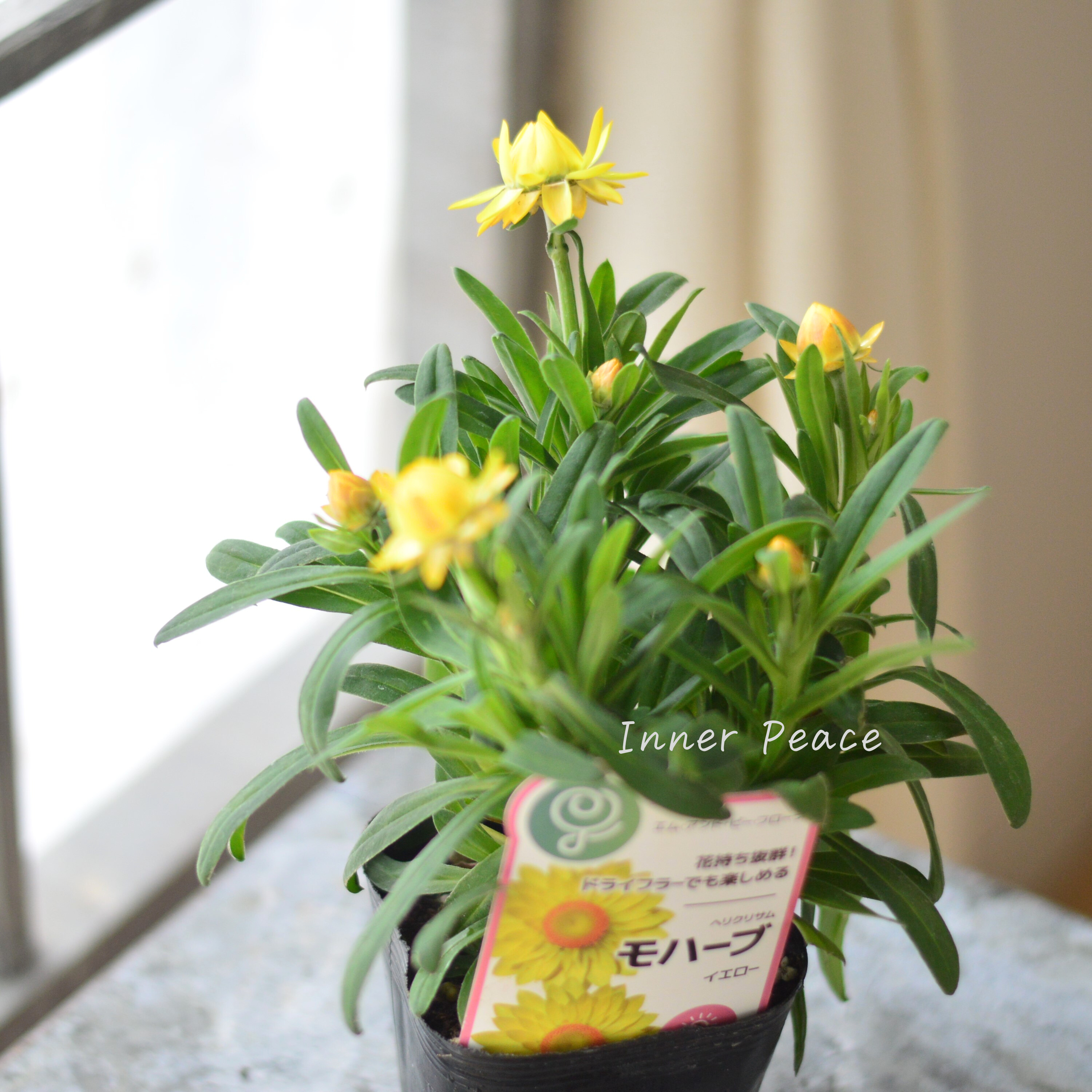 【ユニーク】 ブラクテアンサ(ヘリクリサム) 『モハベ・イエロー』 3.5寸POT