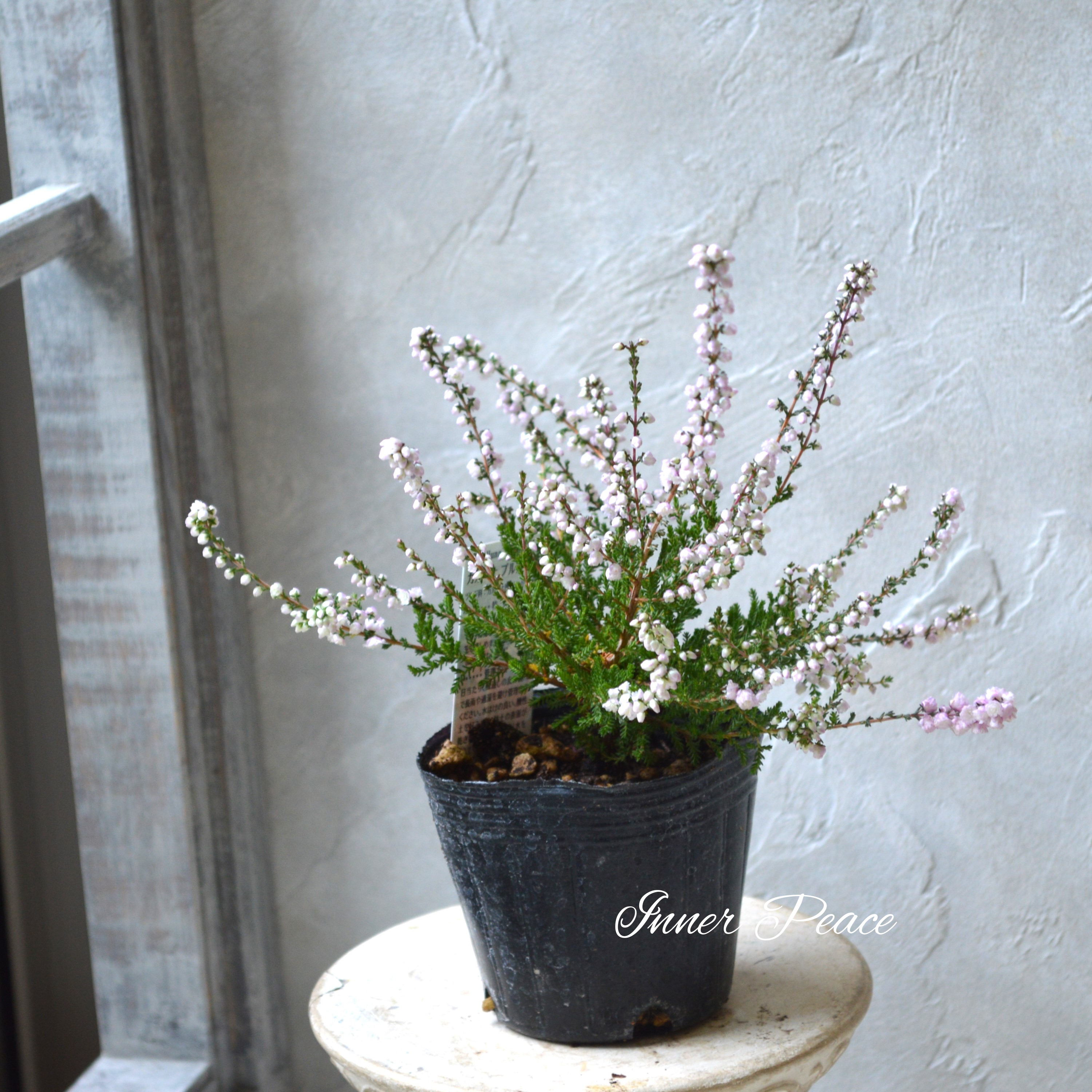 【豪華】 八重咲きカルーナ 薄ピンク 3寸POT