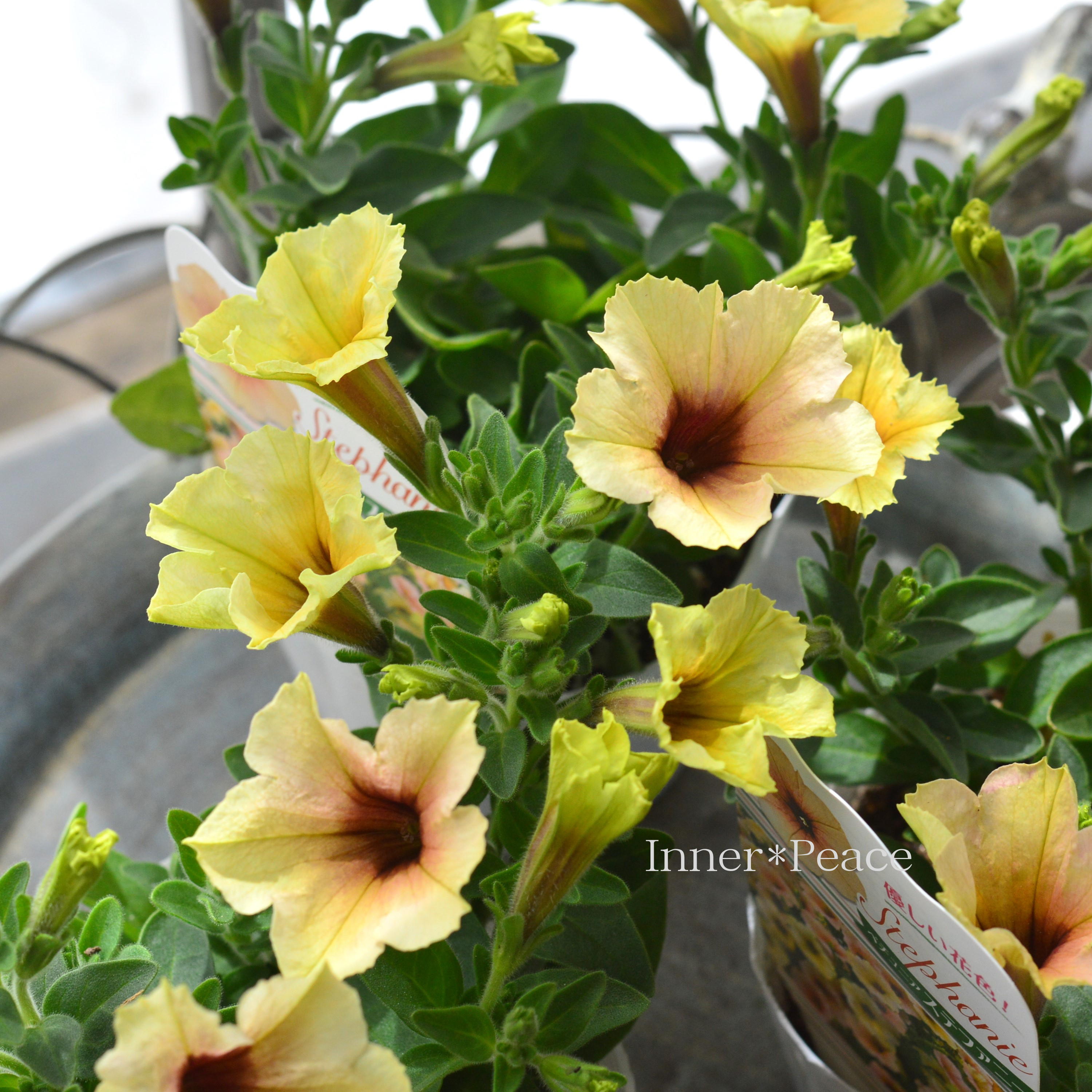 【人気】 ペチュニア 『ステファニー』 3.5寸POT