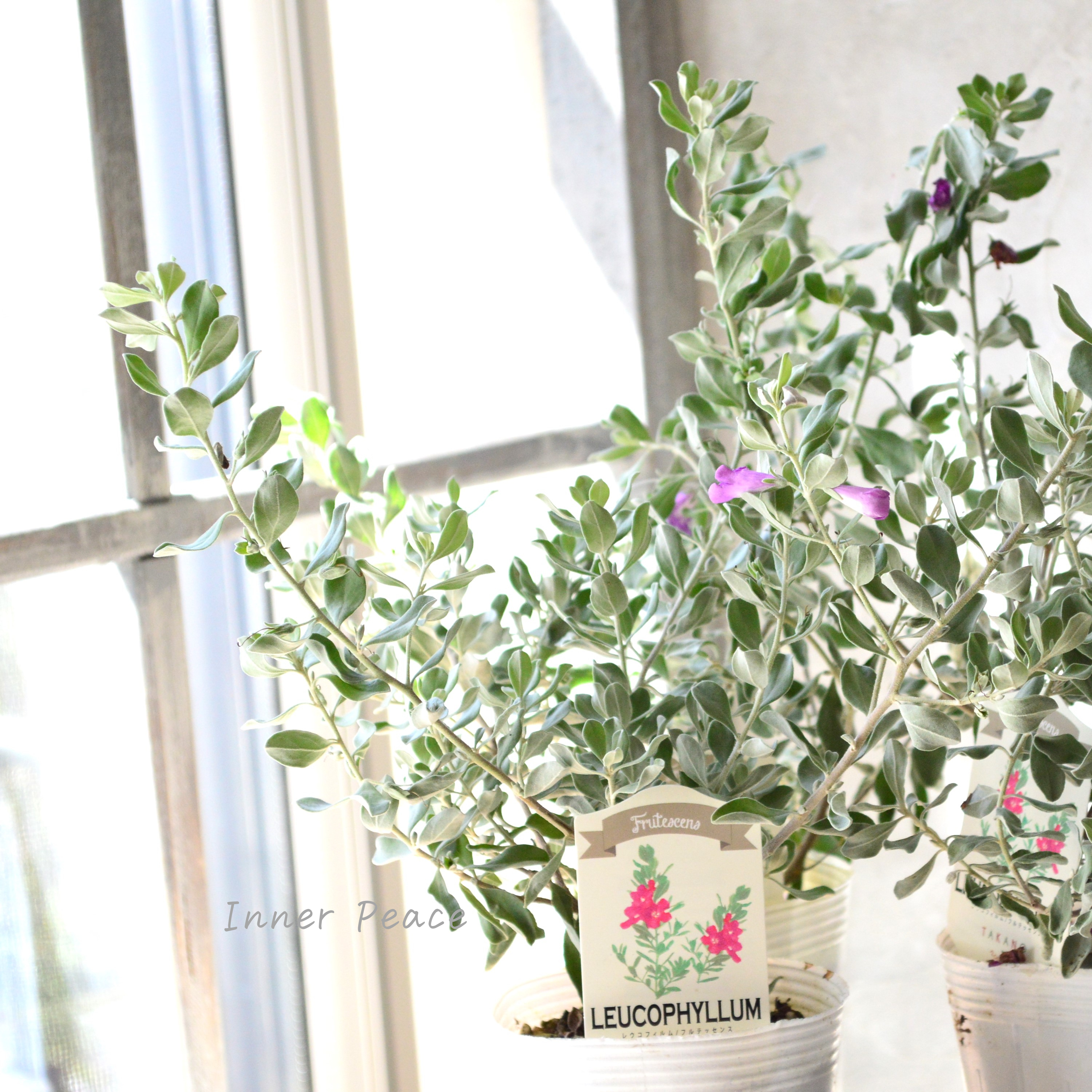 【シルバーリーフ】 レウコフィルム 『フルテスケンス』 3寸ロングPOT