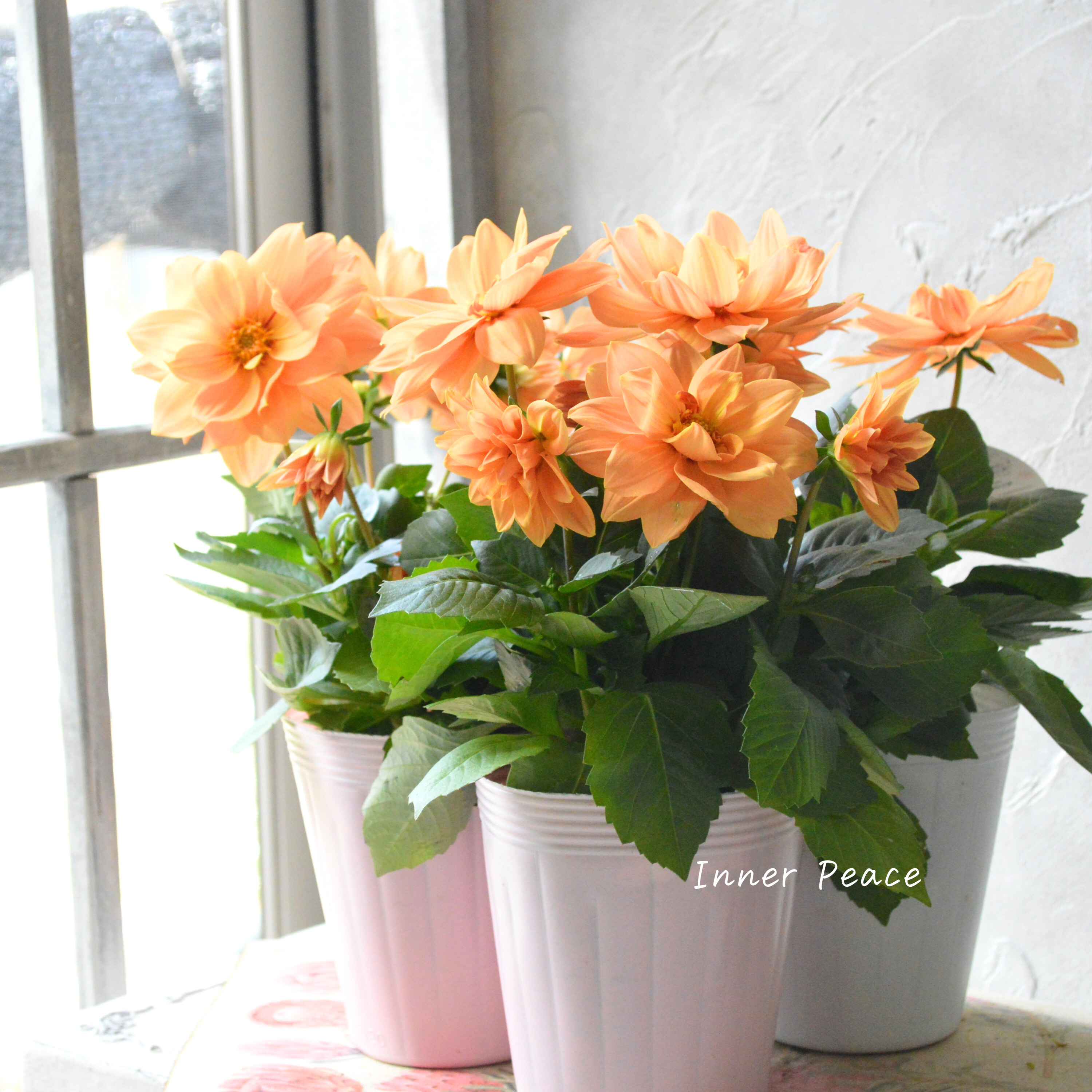 【美しい】 ダリア 『ラベラグランデ・キャラメル』 3.5寸POT