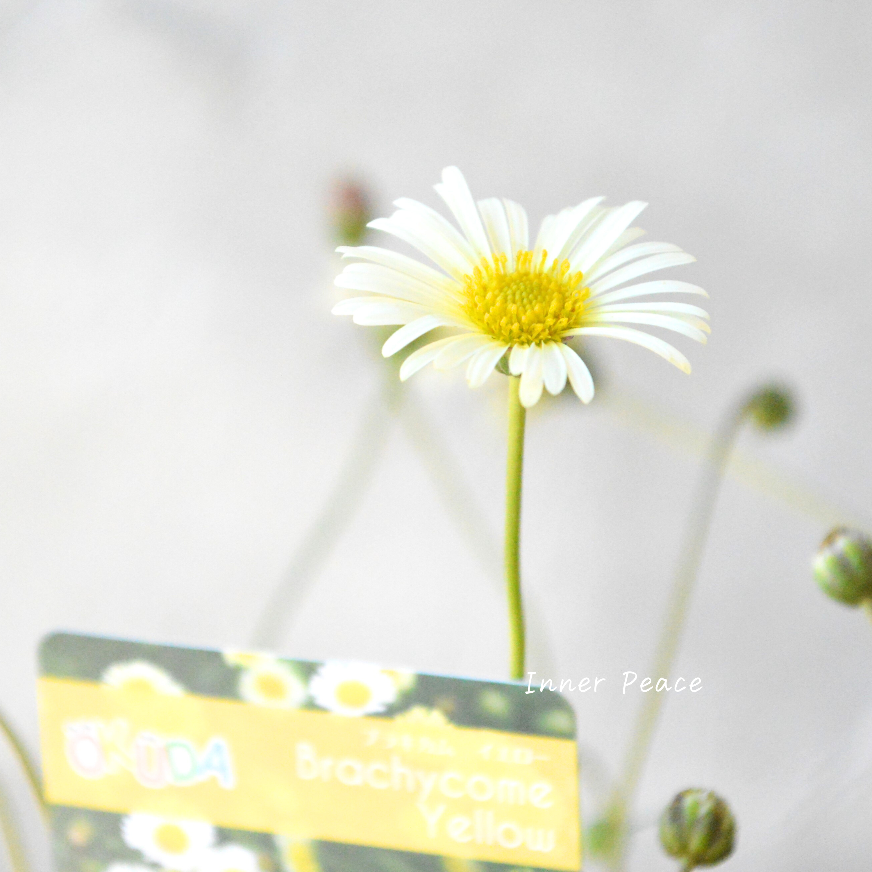 【奥田園芸さん】 ブラキカム 『イエロー』 3寸POT