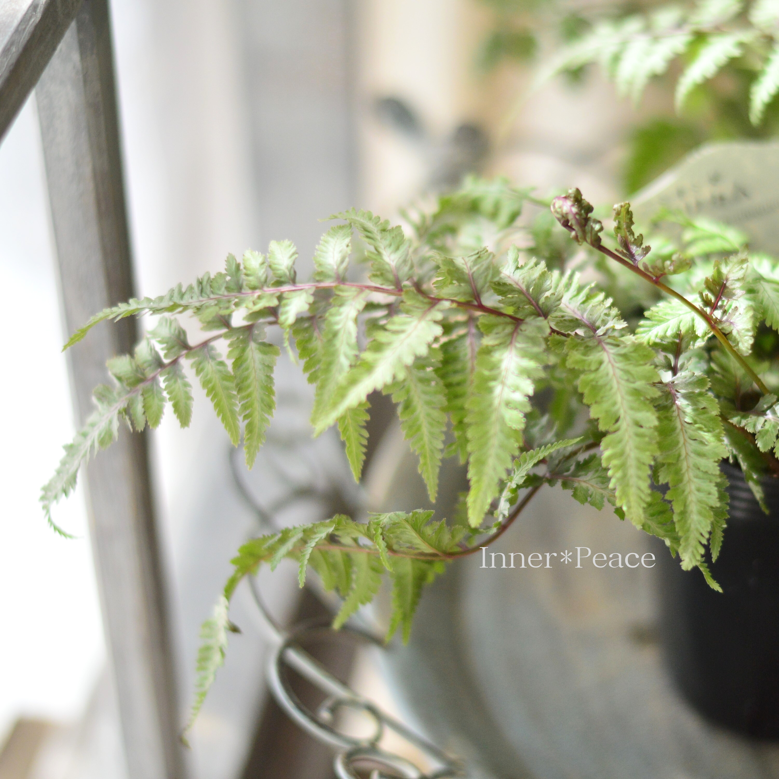 【美しい】 ニシキシダ 『メタリカム』 3寸POT