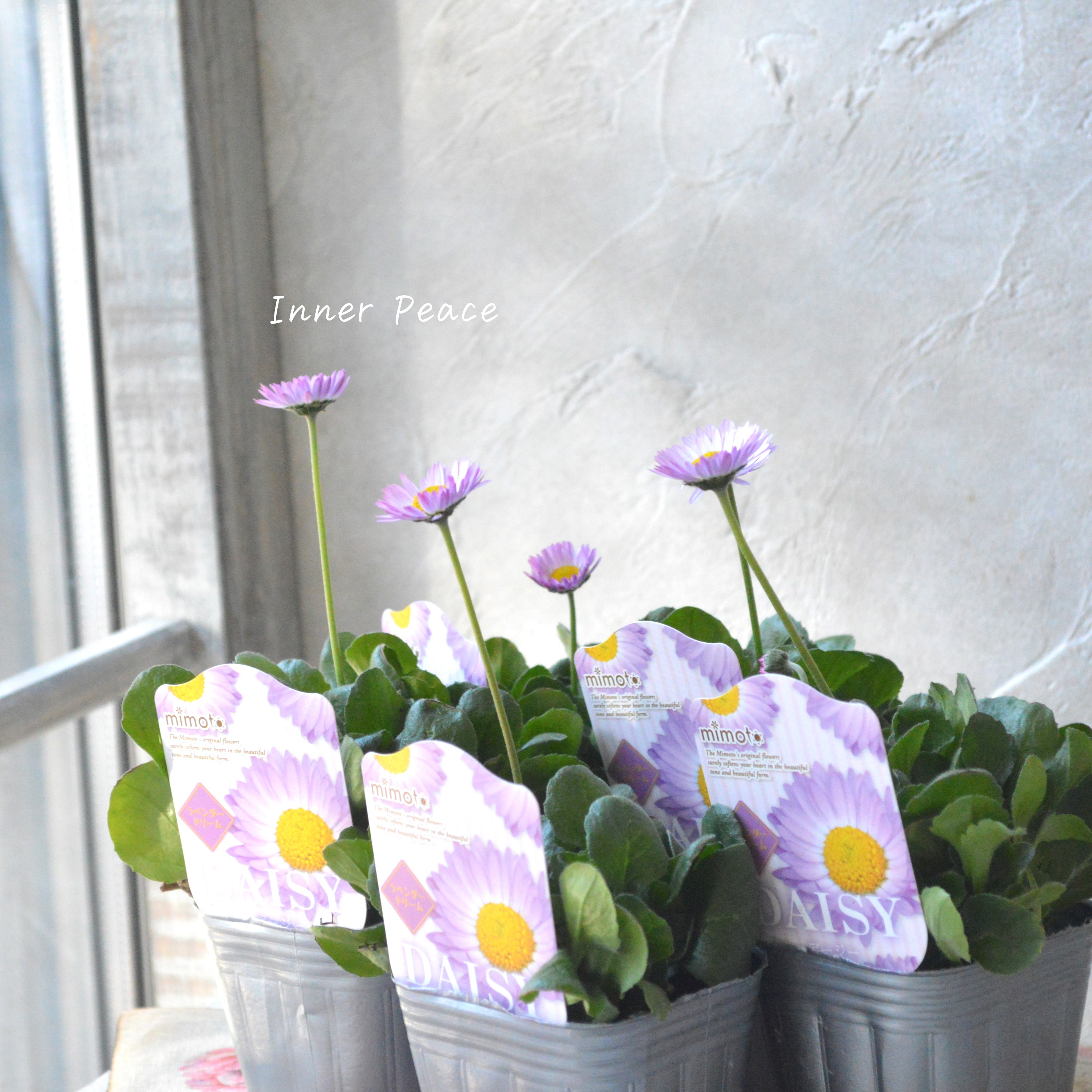 【見元園芸さん】 デージー 『ラベンダードリーム』 3寸POT