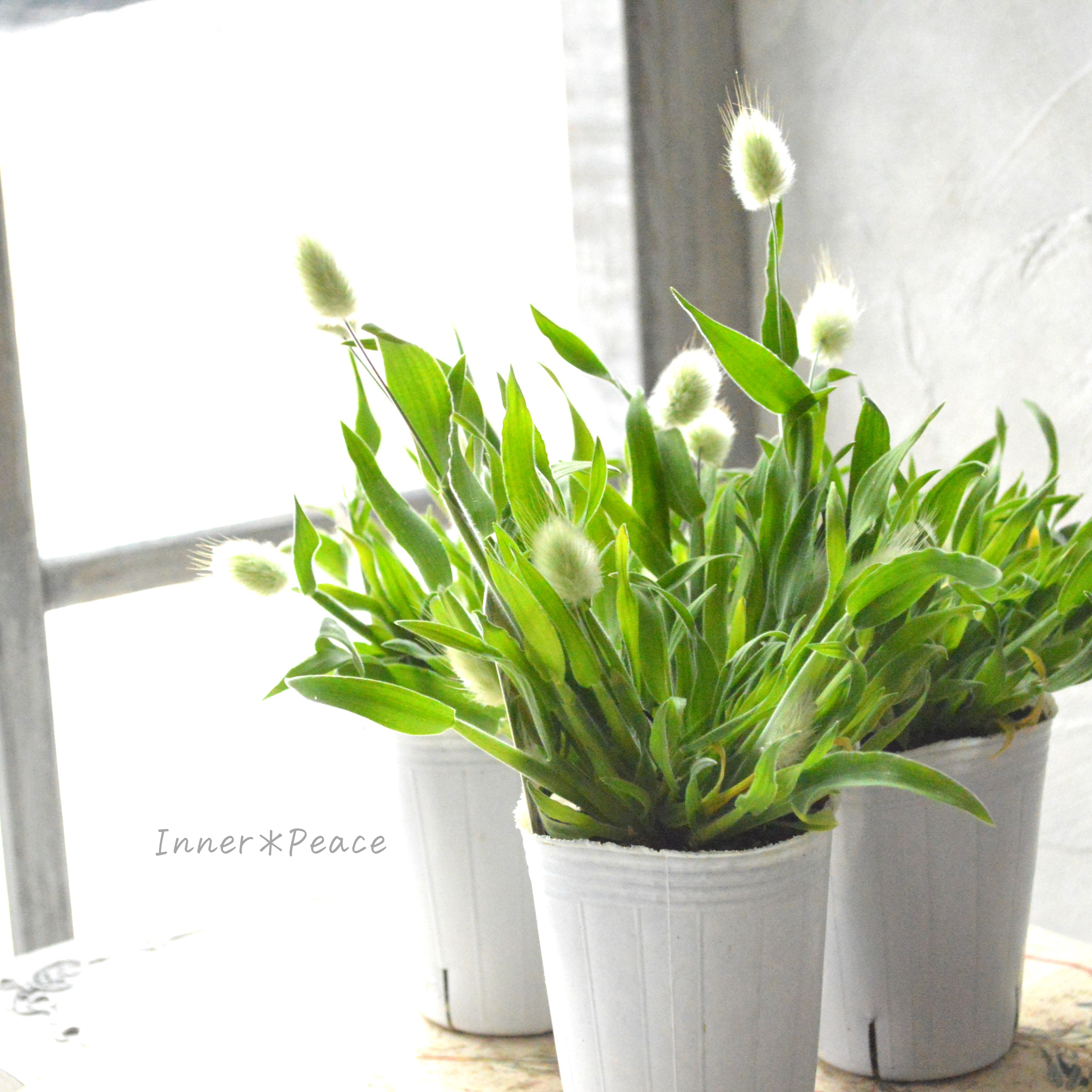 【かわいい】 ラグラス 『バニーテール』 3寸POT