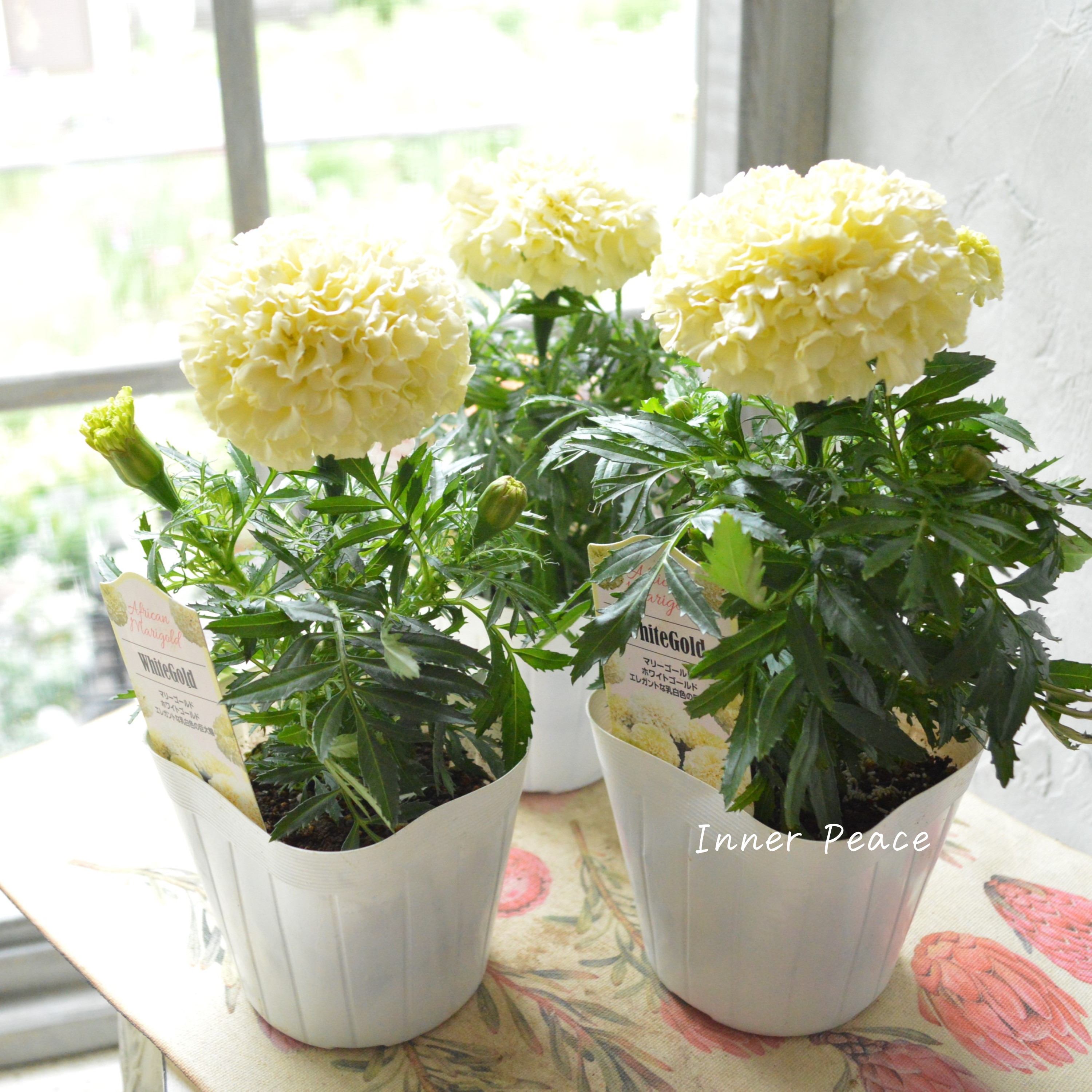 【かわいい】 マリーゴールド 『ホワイトゴールド』 3.5寸POT