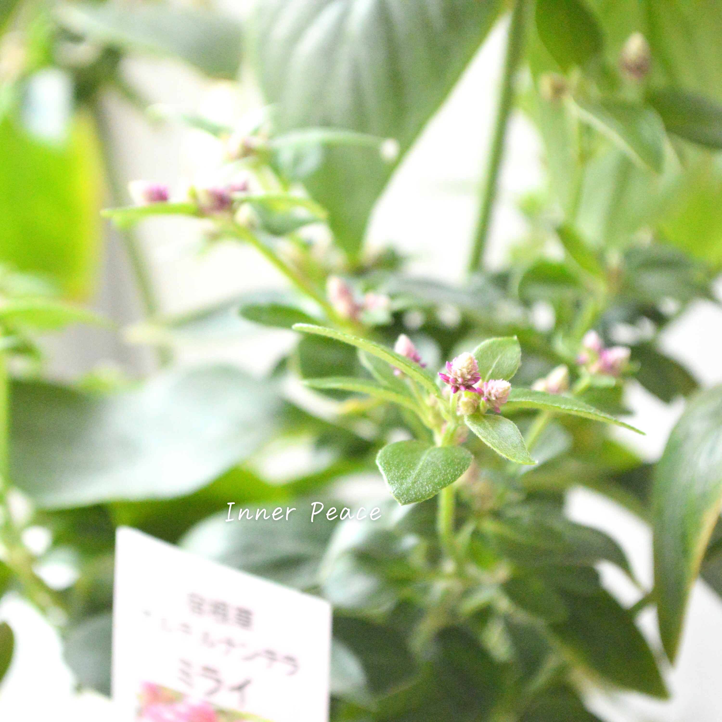 【かわいい】 アルテルナンテラ 『ミライ』 3寸POT