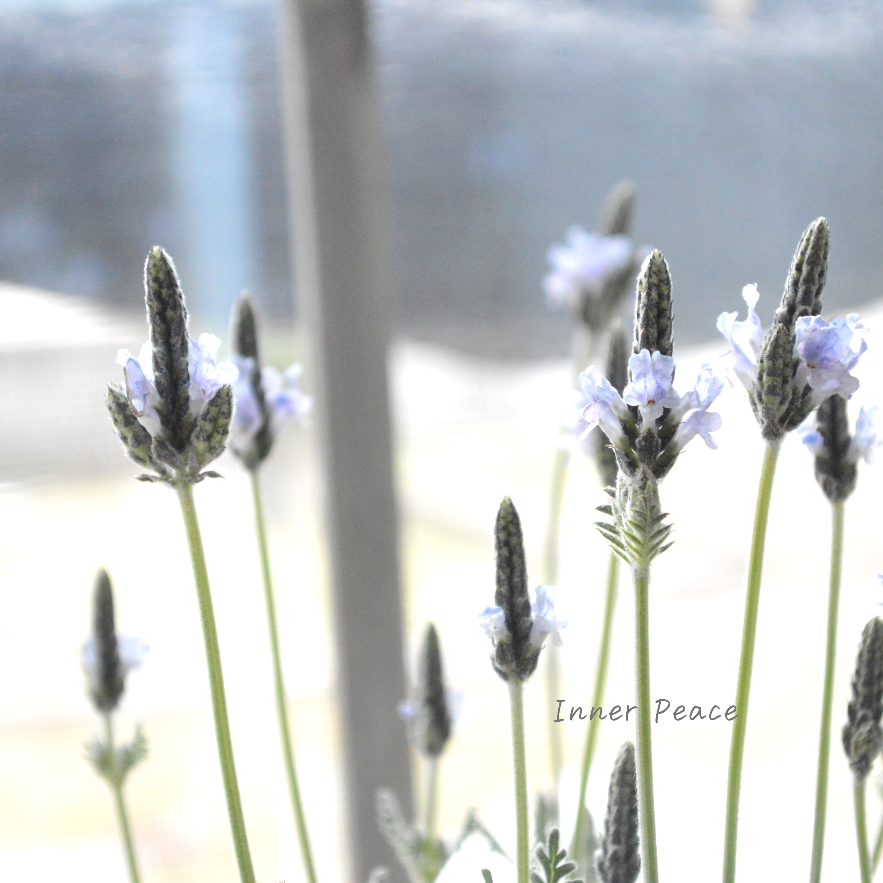 【美しい】 レースラベンダー 『トーチ ミンティアイス』 3.5寸POT