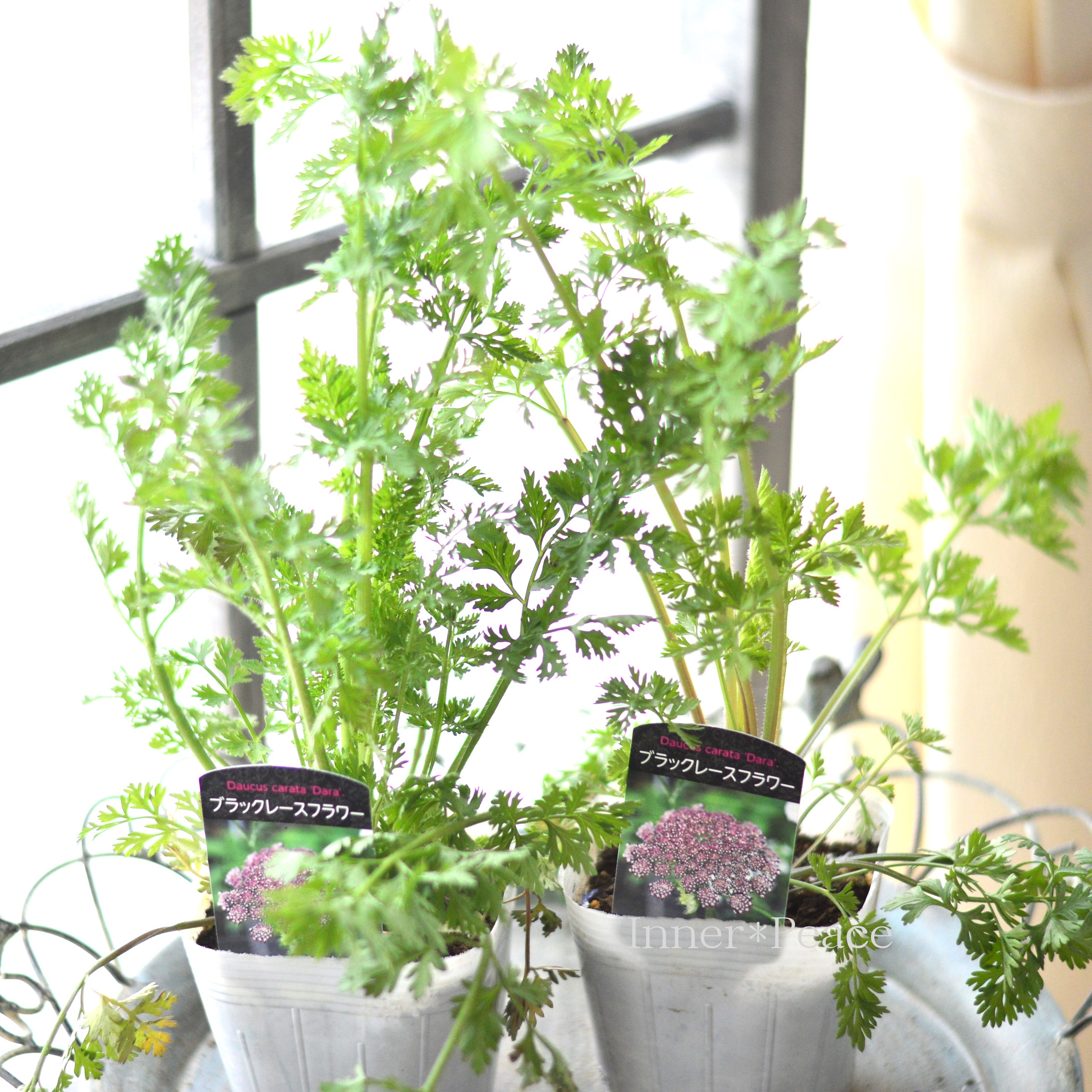 【シック】 ダウカス 『ダーラ』~ブラックレースフラワー~ 植え込み用 3寸ロングPOT