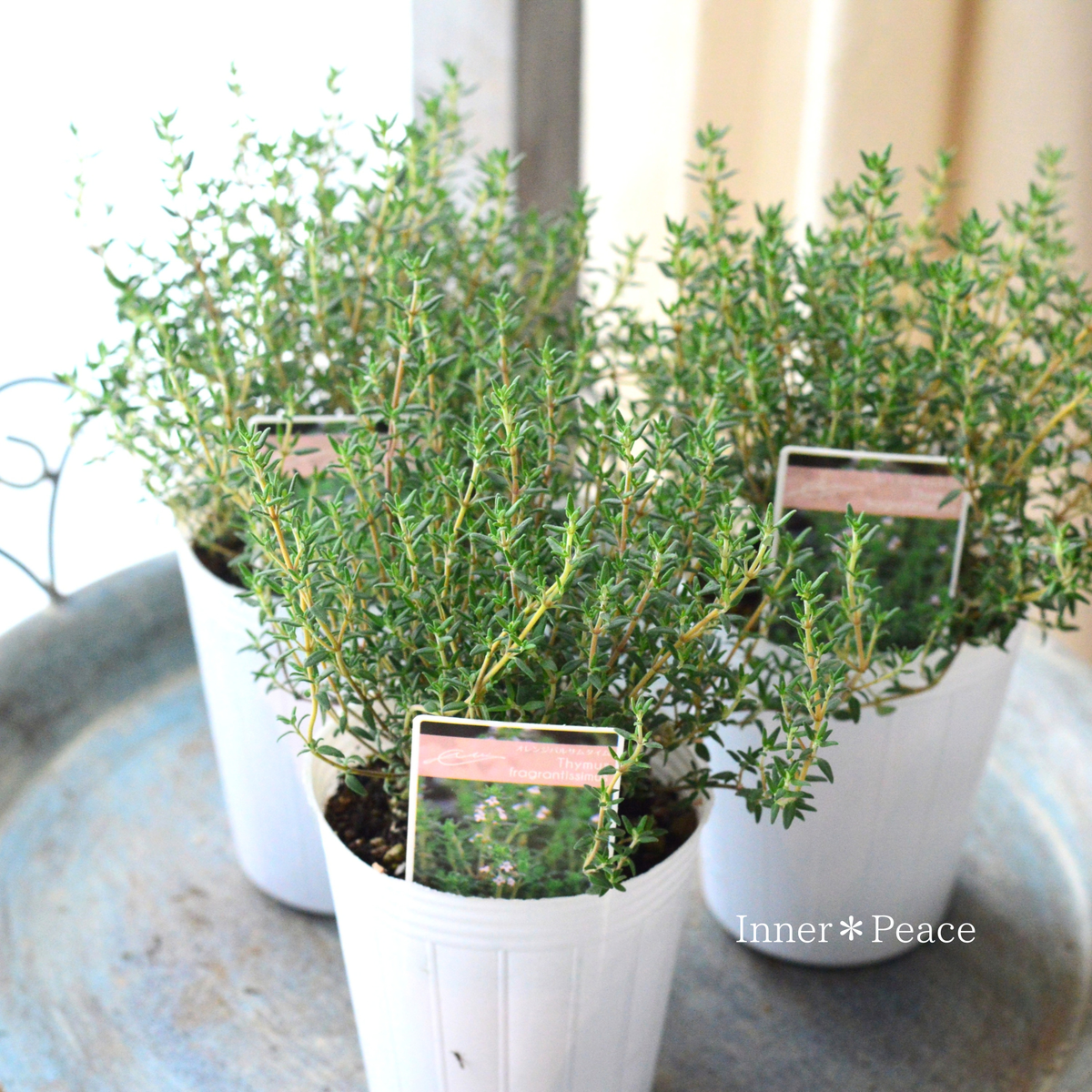 【寄せ植えに】 タイム 『オレンジバルサムタイム』 2.5寸ロングPOT