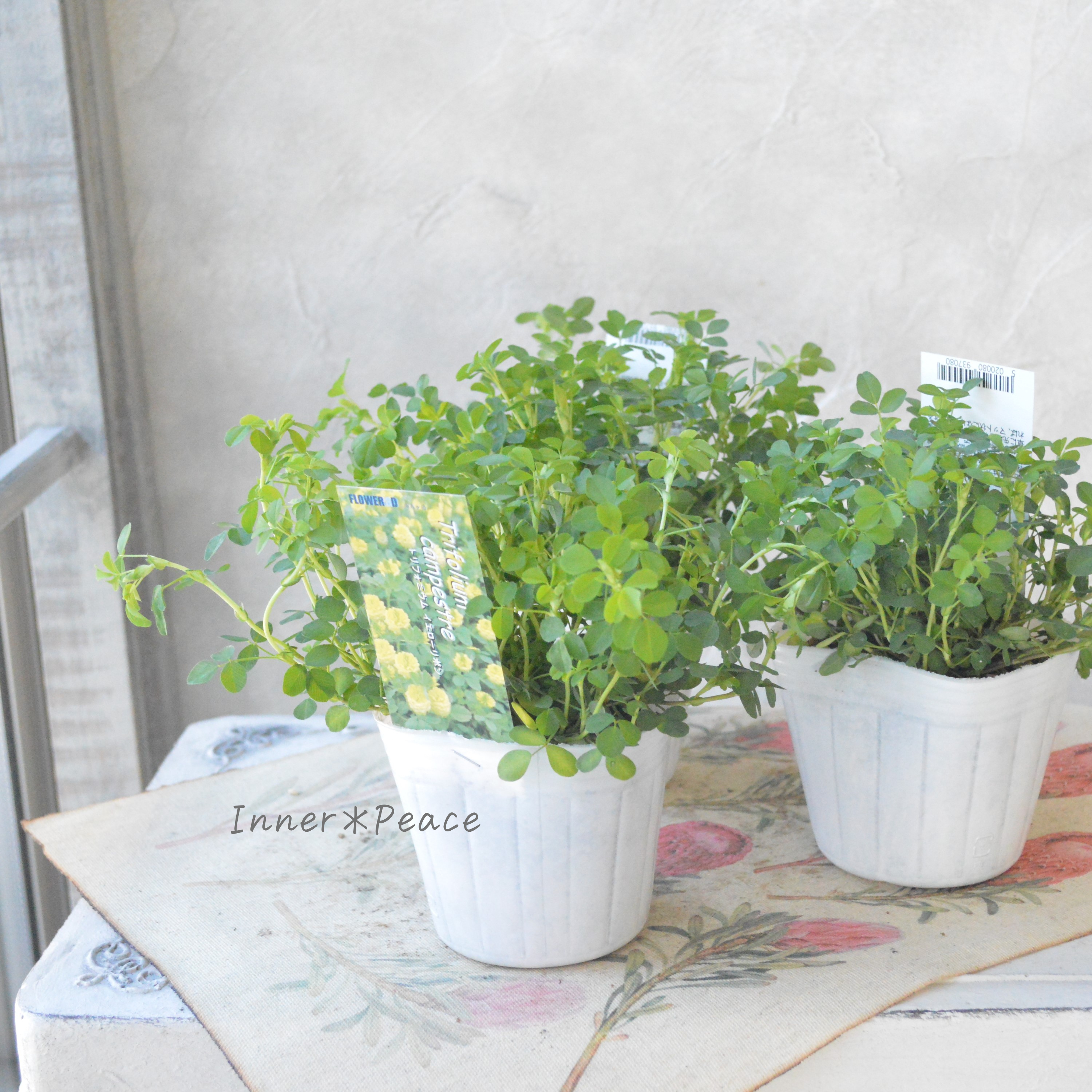 【かわいい】 トリフォニウム 『イエローリボン』 3寸POT