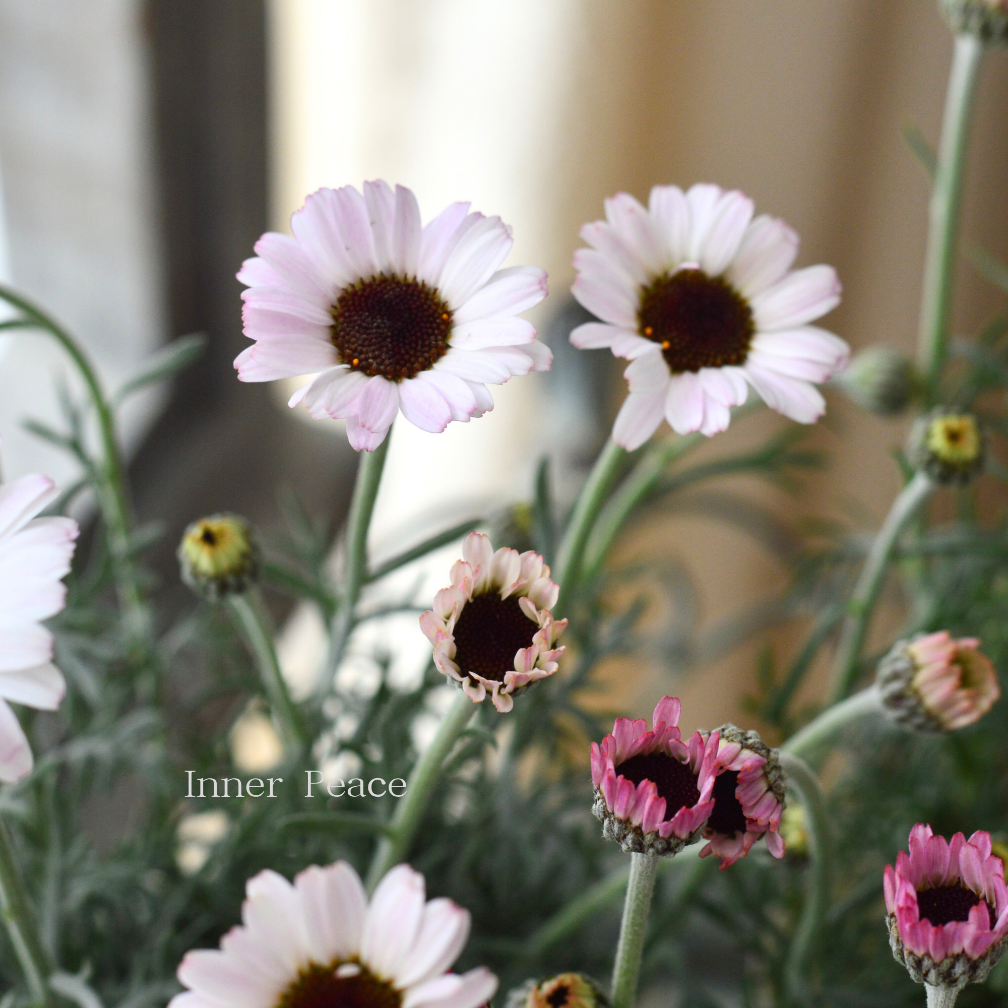 【New】 ローダンセマム 『サクラチーク』 3.5寸POT