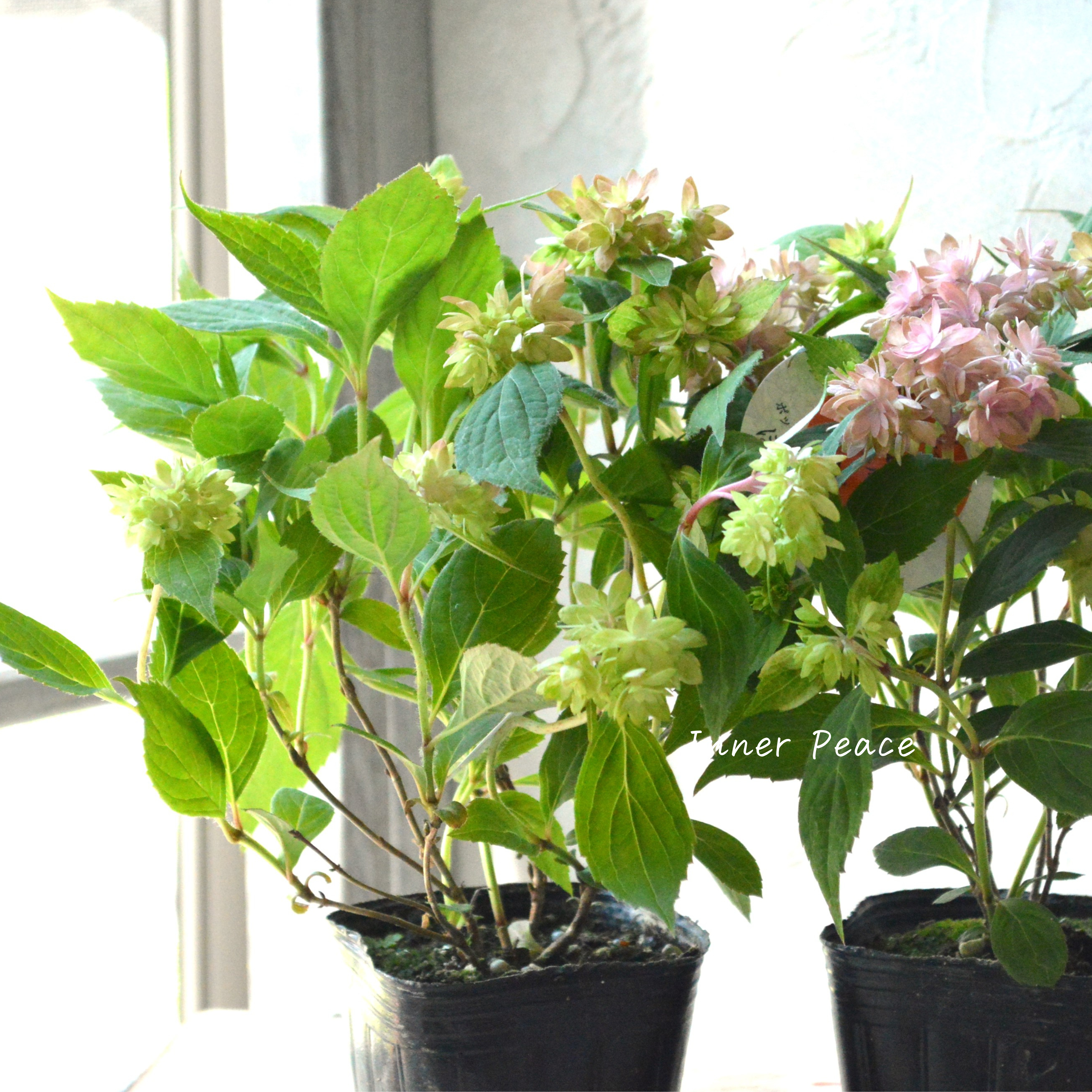 【吉岡麗子さん】 紫陽花 (ぽじさい)『マルルー・ピンク系』 3号POT