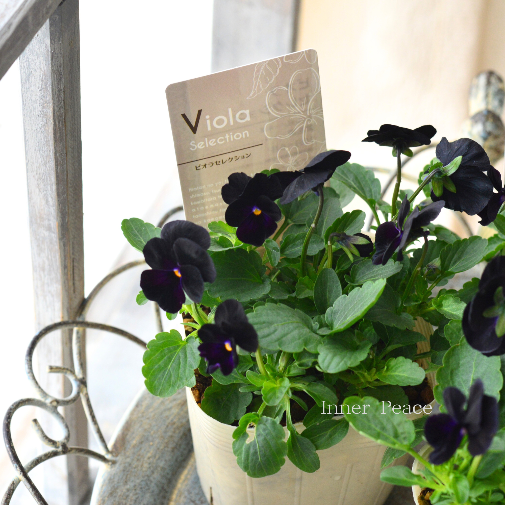【素敵】 ビオラ 『ソルベ・ブラックデライト』 3.5寸POT