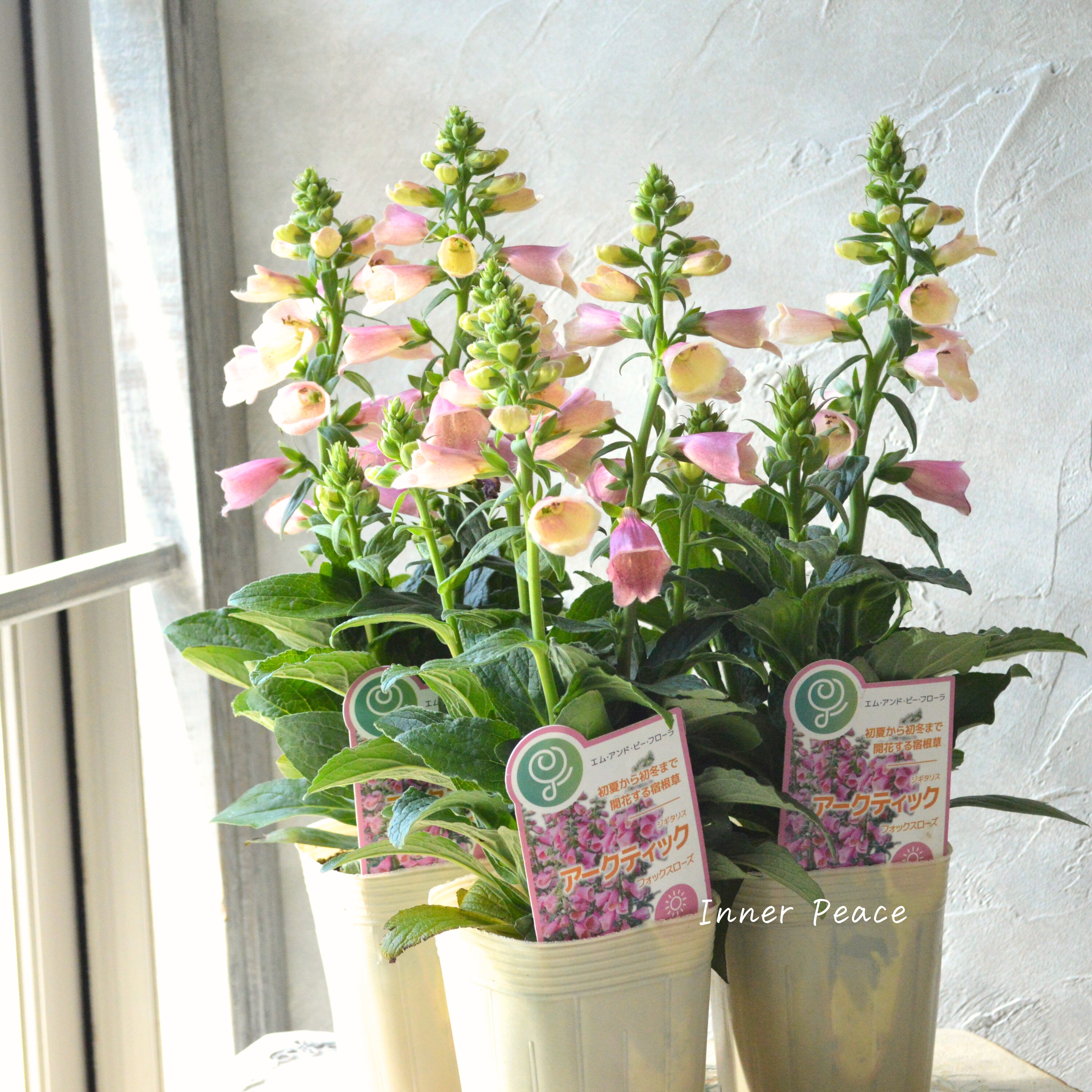 【開花期が長い】 ジギタリス 『アークティック・フォックスローズ』 3.5寸ロングPOT