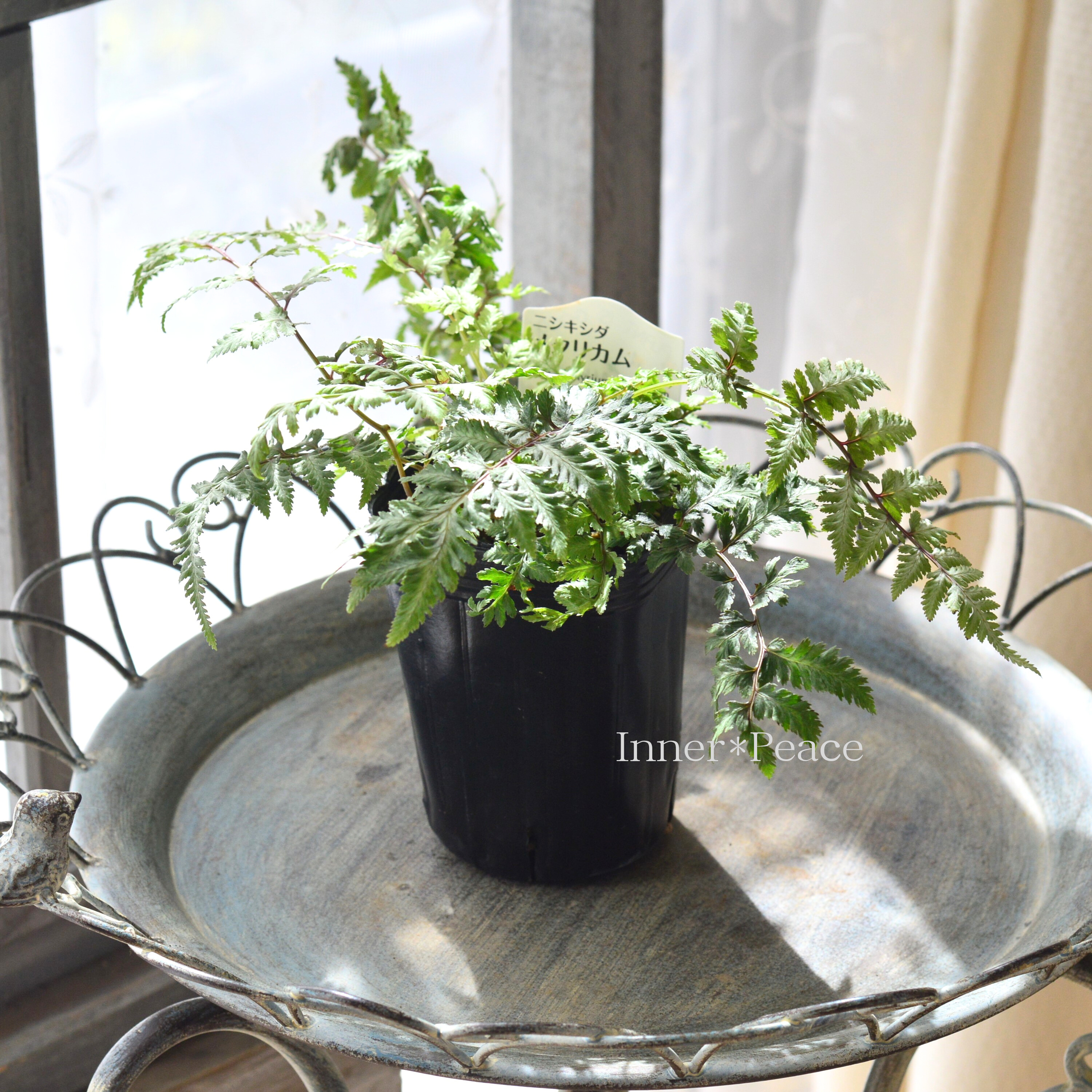 【美しい】 ニシキシダ 『メタリカム』 3寸POT