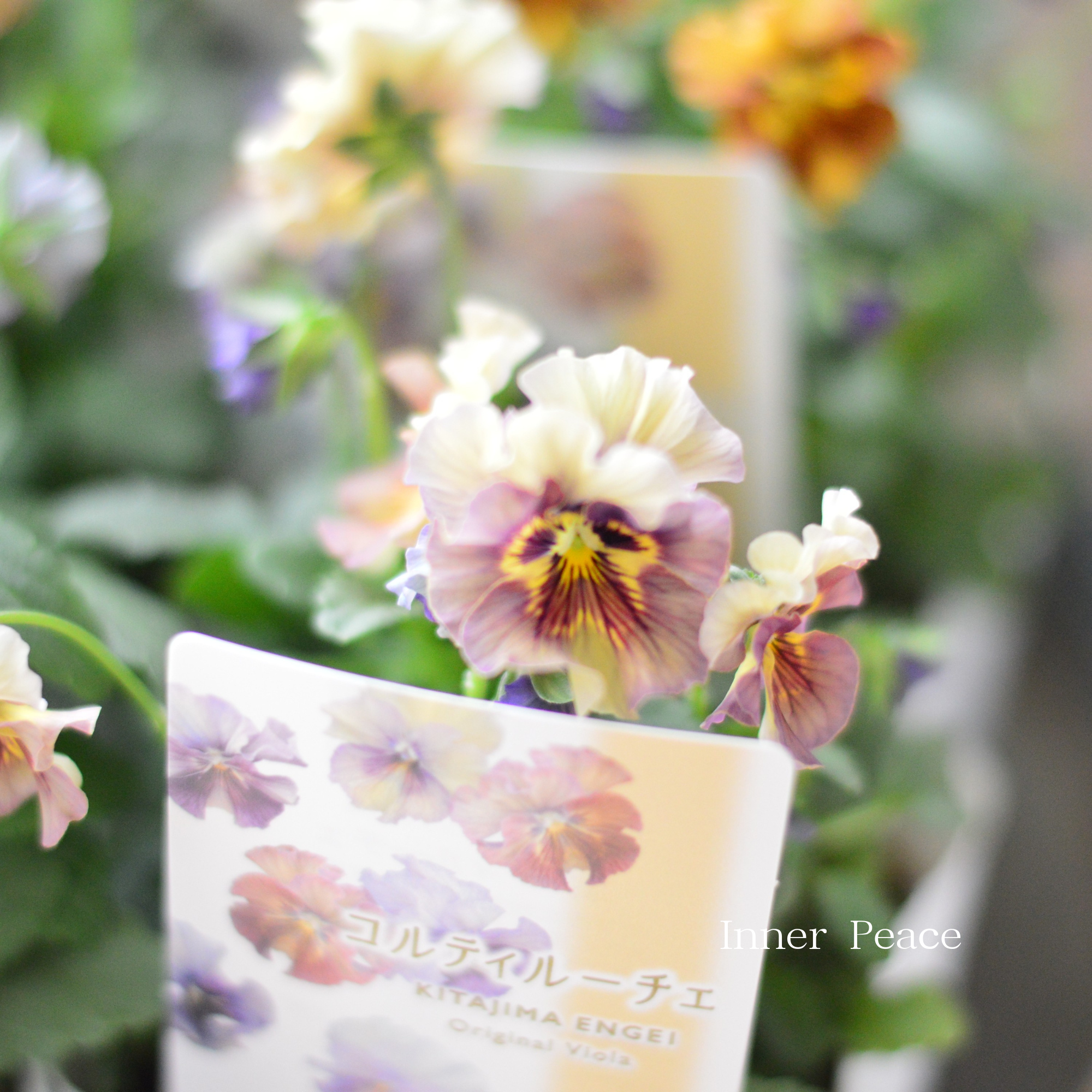 【ステキ】 北島園芸さんのビオラ 『コルティルーチェ』 3.5寸POT